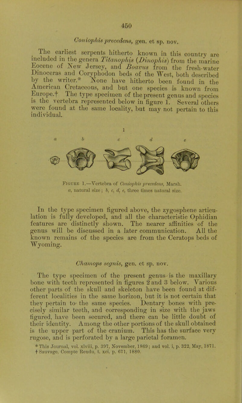 Coniophisprecedens, gen. et sp. nov. The earliest serpents hitherto known in this country are mchuled in the genera Titanoplds {Dinophis) from the marine Eocene of New Jersey, and Boavus from the fresh-water Dmoceras and Coryphodon beds of the West, botli described by the writer* None have hitherto been found in tlie American Cretaceous, and but one species is known from Europe.! The type specimen of the present genus and species is tlie vertebra represented below in figure 1. Several others were found at the same locality, but may not pertain to this individual. 1 ah c d e Figure 1.—Vertebra of Coniophis precedens, Marsh, a, natural size; b, c, d, e, three times natural size. In the type specimen figured above, the zygosphene articu- lation is fully developed, and all the characteristic Ophidian features are distinctly shown. The nearer affinities of the genus will be discussed in a later communication. All the known remains of the species are from the Ceratops beds of Wyoming. Chamops segnis, gen. et sp. nov. The type specimen of the present genus is the maxillary bone with teeth represented in figures 2 and 3 below. Yarious other parts of the skull and skeleton have been found at dif- ferent localities in the same horizon, but it is not certain that they pertain to- the same species. Dentary bones with pre- cisely similar teeth, and corresponding in size with the jaws iigured, have been secured, and there can be little doubt of their identity. Among the other portions of the skull obtained is the upper part of the cranium. This has the surface very rugose, and is perforated by a large parietal foramen. *This Journal, vol. xlviii, p. 397, November, 1869; and vol. i, p. 322, May, 1871. tSauvage, Compte Rendu, t, xci, p. 671, 1880.