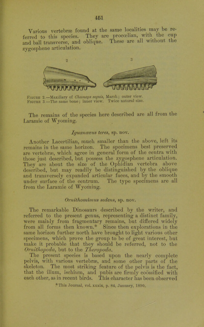 Various vertebrae found at the same localities may be re- ferred to this species. They are procoeliau, with the cup and ball transverse, and oblique. These are all without the zygosphene articulation. FiauRE 2.—Maxillary of GJiamoiJS segnis, Marssh ; outer view. Figure 3.—The same bone ; inner view. Twice natural size. The remains of the species here described are all from the Laramie of Wyoming. Iguanaviis teres, sp. nov. Another Lacertilian, much smaller than the above, left its remains in the same horizon. The specimens best preserved are vertebrjie,, whicli agree in general form of the centra \yith those just described, but possess the zygosphene articulation. They are about the size of the Opliidian vertebra above described, but may readily be distinguished by the oblique and transversely expanded articular faces, and by the smooth under surface of the centrum. The type specimens are all from the Laramie of Wyoming. Or7iithomimus sedens, sp. nov. The remarkable Dinosaurs described by the writer, and referred to the present genus, representing a distinct family, were mainly from fragmentary remains, but differed widely from all forms then known.* Since then explorations in the same horizon further north have brought to light various other specimens, which prove the group to be of great interest, but make it probable that they should be referred, not to the Ornithojpoda^ but to the Theropoda. The present species is based upon the nearly complete pelvis, with various vertebrae, and some other parts of the skeleton. The most striking feature of the pelvis is the fact, that the ilium, ischium, and pubis are firmly coossified with each other, as in recent birds. This character has been observed *This Journal, vol. xxxix, p. 84, January, 1890.