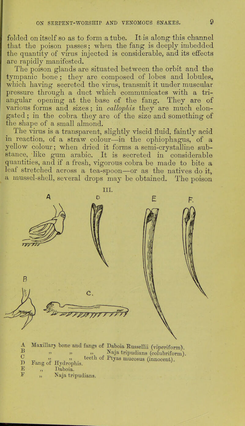 folded on itself so as to form a tube. It is along this channel that the poison passes; when the fang is deeply imbedded the quantity of virus injected is considerable, and its effects are rapidly manifested. The poison glands are situated between the orbit and the tympanic bone; they are composed of lobes and lobules, which having secreted the virus, transmit it under muscular pressure through a duct which commimicates with a tri- angular opening at the base of the fang. They are of various forms and sizes; in callophis they are much elon- gated ; in the cobra they are of the size and something of the shape of a small almond. The \arus is a transparent, slightly viscid fluid, faintly acid in reaction, of a straw colour—in the ophiophagus, of a yellow colour; when dried it forms a semi-crystalline sub- stance, like gum arabic. It is secreted in considerable quantities, and if a fresh, vigorous cobra be made to bite a leaf stretched across a tea-spoon—or as the natives do it, a mussel-shell, several drops may be obtained. The poison III. Ad E p. A Maxillarj bone and fangs of Daboia Russellii (viperiform). ^   >> Naja tripudians (colubriform). ^ .. teeth of Ptyas mucoaua (innocent). J) Jbang of Uydrophis. E ,, Daboia. F „ Naja tripudians.