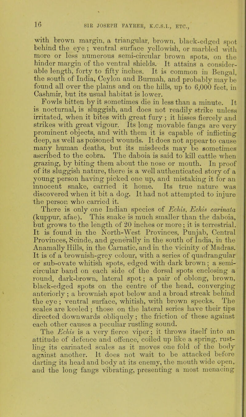 with brown margin, a triangular, brown, black-edged Kpot behind the eye ; ventral surface yellowish, or marbled with more or less numerous semi-circular brown spots, on the hinder margin of the ventral shields. It attains a consider- able length, forty to fifty inches. It is common in Bengal, the south of India, Ceylon and Burmah, and probably may l)e found all over the plains and on the hills, up to 6,000 feet, in Cashmir, but its usual habitat is lower. Fowls bitten by it sometimes die in less than a minute. It is nocturnal, is sluggish, and does not readily strike unless irritated, when it bites with great fury ; it hisses fiercely and strikes with great vigour. Its long movable fangs are very prominent objects, and with them it is capable of inflicting deep, as well as poisoned wounds. It does not appear to cause many human deaths, but its misdeeds may be sometimes ascribed to the cobra. The daboia is said to kill cattle when grazing, by biting them about the nose or mouth. In proof of its sluggish nature, there is a well authenticated story of a young person having picked one up, and mistaking it for an innocent snake, carried it home. Its true nature was discovered when it bit a dog. It had not attempted to injure the person who earned it. There is only one Indian species of Echis, EcMs carinata (kuppur, afae). This snake is much smaller than the daboia, but grows to the length of 20 inches or more; it is terrestrial. It is found in the North-West Provinces, Punjab, Central Provinces, Scinde, and generally in the south of India, in the Anamally Hills, in tbe Carnatic, and in the vicinity of Madras. It is of a brownish-grey colour, with a series of quadrangular or sub-ovate whitish spots, edged with dark brown; a semi- circular band on each side of the dorsal spots enclosing a round, dark-brown, lateral spot; a pair of oblong, brown, black-edged spots on the centre of the head, converging anteriorly ; a brownish spot below and a broad streak behind the eye; ventral surface, whitish, with brown specks. The scales are keeled ; those on the lateral series have their tips directed downwards obliquely; the friction of these against each other causes a peculiar rustling sound. The Echis is a very fierce viper; it throws itself into an attitude of defence and offence, coiled up like a spring, rust- ling its carinated scales as it moves one fold of the body against another. It does not wait to be attacked before darting its head and body at its enemy, the mouth wide open, and the long fangs vibrating, presenting a most menacing