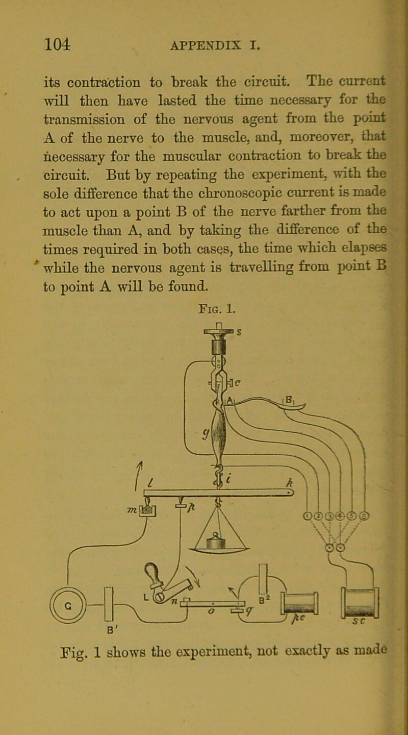 its contraction to break the circuit. The current will then have lasted the time necessary for the transmission of the nervous agent from the point A of the nerve to the muscle, and, moreover, that necessary for the muscular contraction to break the circuit. But by repeating the experiment, with the sole difference that the chronoscopic current is made to act upon a point B of the nerve farther from the muscle than A, and by taking the difference of the times required in both cases, the time which elapses ' while the nervous agent is travelling from point B to point A will be found. Fig. 1. Fig. 1 shows the experiment, not exactly as made