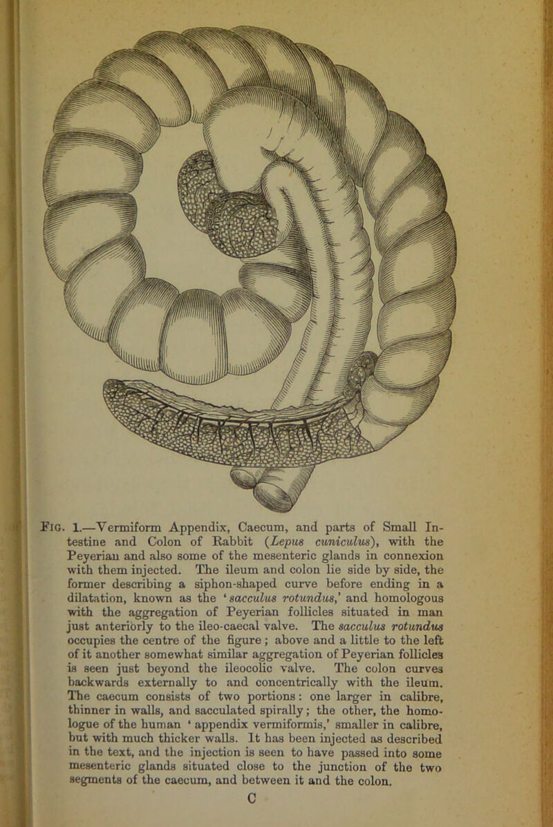Fig. 1.—Vermiform Appendix, Caecum, and parts of Small In- testine and Colon of Rabbit (Lepus cuniculus), with the Peyerian and also some of the mesenteric glands in connexion with them injected. The ileum and colon lie side by side, the former describing a siphon-shaped curve before ending in a dilatation, known as the ‘ sacculus rotundas,' and homologous with the aggregation of Peyerian follicles situated in man just anteriorly to the ileo-caecal valve. The sacculus rotundas occupies the centre of the figure ; above and a little to the left of it another somewhat similar aggregation of Peyerian follicles is seen just beyond the ileocolic valve. The colon curves backwards externally to and concentrically with the ileum. The caecum consists of two portions: one larger in calibre, thinner in walls, and sacculated spirally; the other, the homo- logue of the human ‘ appendix vermiformis,’ smaller in calibre, but with much thicker walls. It has been injected as described in the text, and the injection is seen to have passed into some mesenteric glands situated close to the junction of the two segments of the caecum, and between it and the colon. C