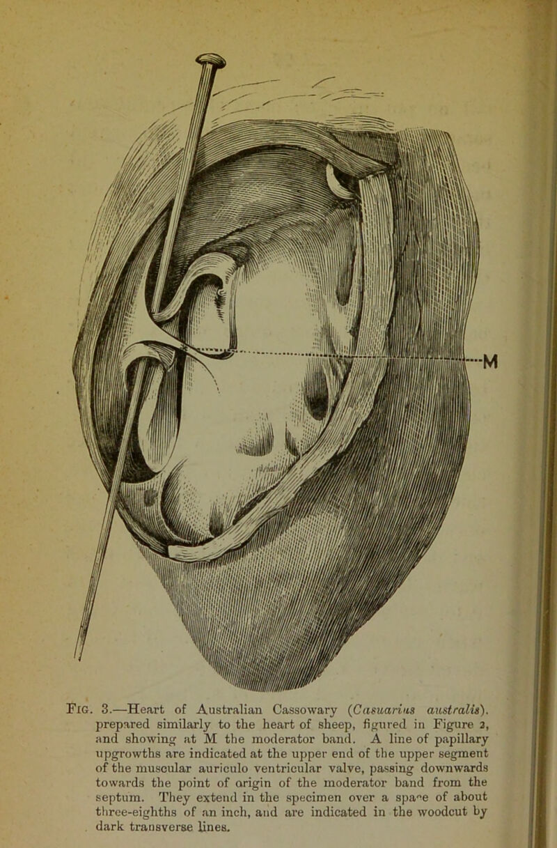 Fig. 3.—Heart of Australian Cassowary (Casuarius australis). prepared similarly to the heart of sheep, figured in Figure 2, and showing at M the moderator band. A line of papillary upgrowths are indicated at the upper end of the upper segment of the muscular auriculo ventricular valve, passing downwards towards the point of origin of the moderator band from the septum. They extend in the specimen over a space of about three-eighths of an inch, and are indicated in the woodcut by dark transverse lines.