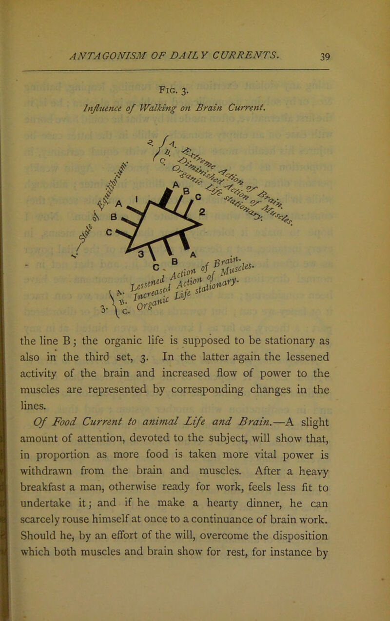 Fig. 3. Influence of Walking on Brain Current, •y <5^ C ^*£°*J** l M** oioT^tlt%' »■ 5^' the line B; the organic life is supposed to be stationary as also in the third set, 3. In the latter again the lessened activity of the brain and increased flow of power to the muscles are represented by corresponding changes in the lines. Of Food Current to animal Life and Brain.—A slight amount of attention, devoted to the subject, will show that, in proportion as more food is taken more vital power is withdrawn from the brain and muscles. After a heavy breakfast a man, otherwise ready for work, feels less fit to undertake it; and if he make a hearty dinner, he can scarcely rouse himself at once to a continuance of brain work. Should he, by an effort of the will, overcome the disposition which both muscles and brain show for rest, for instance by