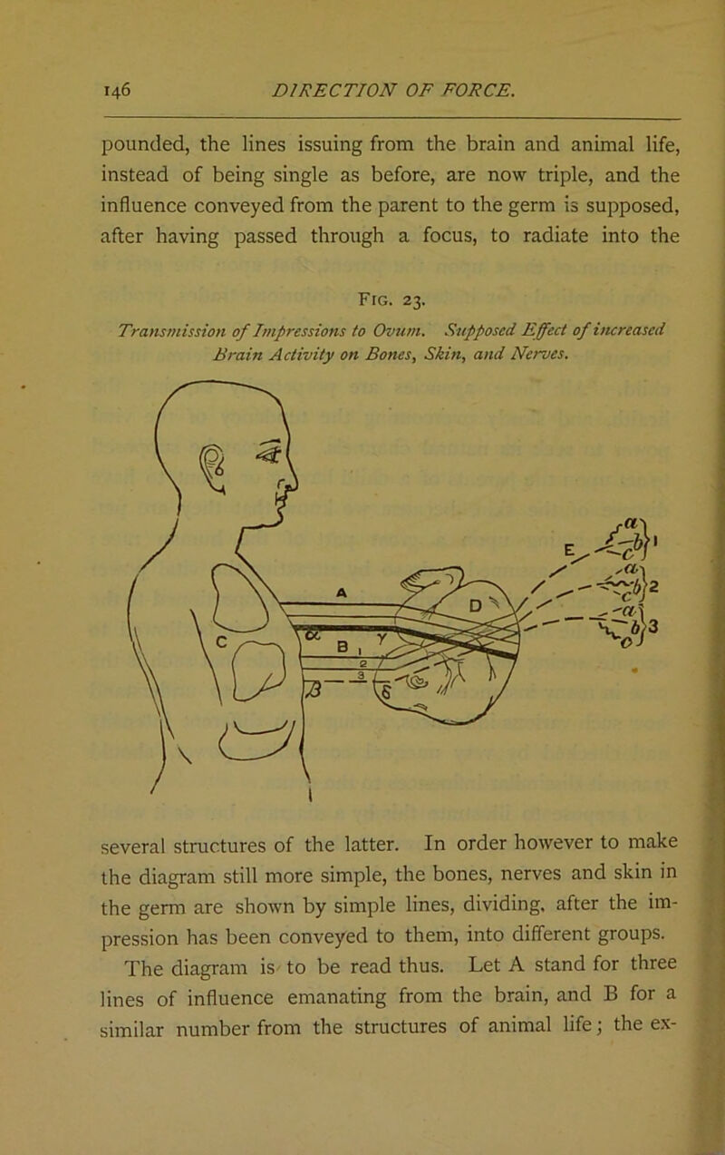 pounded, the lines issuing from the brain and animal life, instead of being single as before, are now triple, and the influence conveyed from the parent to the germ is supposed, after having passed through a focus, to radiate into the Fig. 23. Transmission of Impressions to Ovum. Supposed Effect of increased Brain Activity on Bones, Skin, and Nerves. several structures of the latter. In order however to make the diagram still more simple, the bones, nerves and skin in the germ are shown by simple lines, dividing, after the im- pression has been conveyed to them, into different groups. The diagram is to be read thus. Let A stand for three lines of influence emanating from the brain, and B for a similar number from the structures of animal life; the ex-