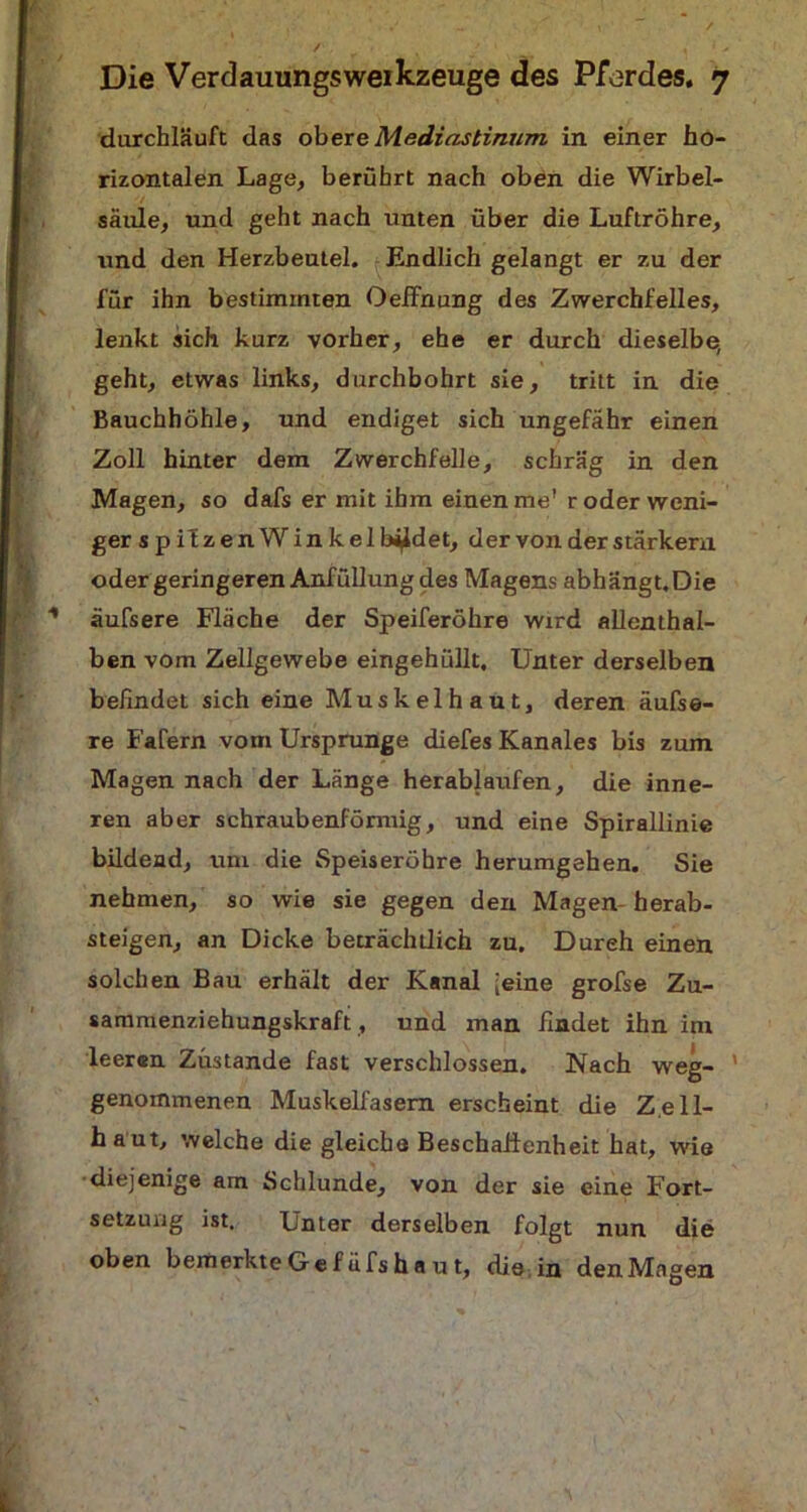 durchläuft das obere Mediastinum in einer ho- rizontalen Lage, berührt nach oben die Wirbel- säule, und geht nach unten über die Luftröhre, und den Herzbeutel. Endlich gelangt er zu der für ihn bestimmten OefFnung des Zwerchfelles, lenkt sich kurz vorher, ehe er durch dieselbe, geht, etwas links, durchbohrt sie, tritt in die Bauchhöhle, und endiget sich ungefähr einen Zoll hinter dem Zwerchfelle, schräg in den Magen, so dafs er mit ihm einen me' r oder weni- ger spifzenWinkel bildet, der von der stärkera oder geringeren Anfüllung des Magens abhängt. Die äufsere Fläche der Speiferöhre wird allenthal- ben vom Zellgewebe eingehüllt. Unter derselben befindet sich eine Muskelhaut, deren äufse- re Fafern vom Ursprünge diefes Kanales bis zum Magen nach der Länge herablaufen, die inne- ren aber schraubenförmig, und eine Spirallinie bildend, um die Speiseröhre herumgehen. Sie nehmen, so wie sie gegen den Magen herab- steigen, an Dicke beträchtlich zu. Durch einen solchen Bau erhält der Kanal [eine grofse Zu- sammenziehungskraft, und man findet ihn im leeren Zustande fast verschlossen. Nach weg- ’ genommenen Muskelfasern erscheint die Z.ell- haut, welche die gleiche Beschaffenheit hat, wie •diejenige am Schlunde, von der sie eine Fort- setzung ist. Unter derselben folgt nun die oben bemerkte O e f ä fs h a u t, die . in den Magen