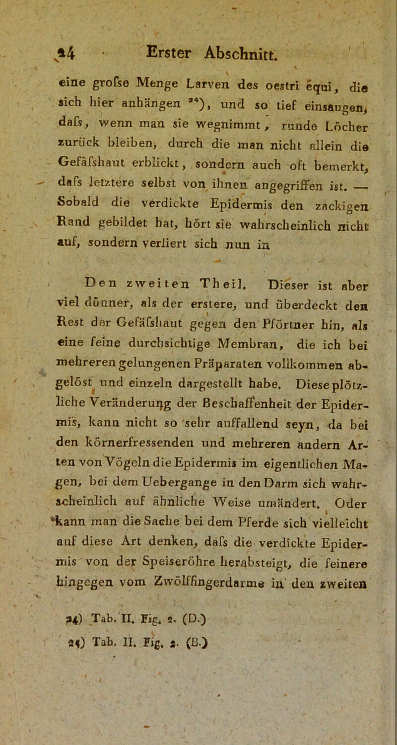 * ' eine grofse Menge Larven des oestri equi, die sich hier anhängen 34), und so tief einsaugen, dafs, wenn man sie wegnimmt, runde Löcher zurück bleiben, durch die man nicht allein die Gefäfshaut erblickt, sondern auch oft bemerkt, dafs letztere selbst von ihnen angegriffen ist« ■ Sobald die verdickte Epidermis den zackigen Rand gebildet hat, hört sie wahrscheinlich nicht auf, sondern verliert sich nun In Den zweiten Th eil. Dieser ist aber viel dünner, als der erstere, und überdeckt den Rest der Gefäfshaut gegen den Pförtner hin, als eine feine durchsichtige Membran, die ich bei mehreren gelungenen Präparaten vollkommen ab- gelöst^ und einzeln dargestellt habe. Diese plötz- liche Veränderung der Beschaffenheit der Epider- mis, kann nicht so sehr auffallend seyn, da bei den körnerfressenden und mehreren andern Ar- ten von Vögeln die Epidermis im eigentlichen Ma- gen, bei dem Uebergange in den Darm sich wahr- scheinlich auf ähnliche Weise umändert. Oder i ‘‘kann man die Sache bei dem Pferde sich vielleicht auf diese Art denken, dafs die verdickte Epider- mis von der Speiseröhre herabsteigt, die feinere hingegen vom Zwölffingerdärme in den zweiten 34) Tab. II. Fig. 2. (D.)