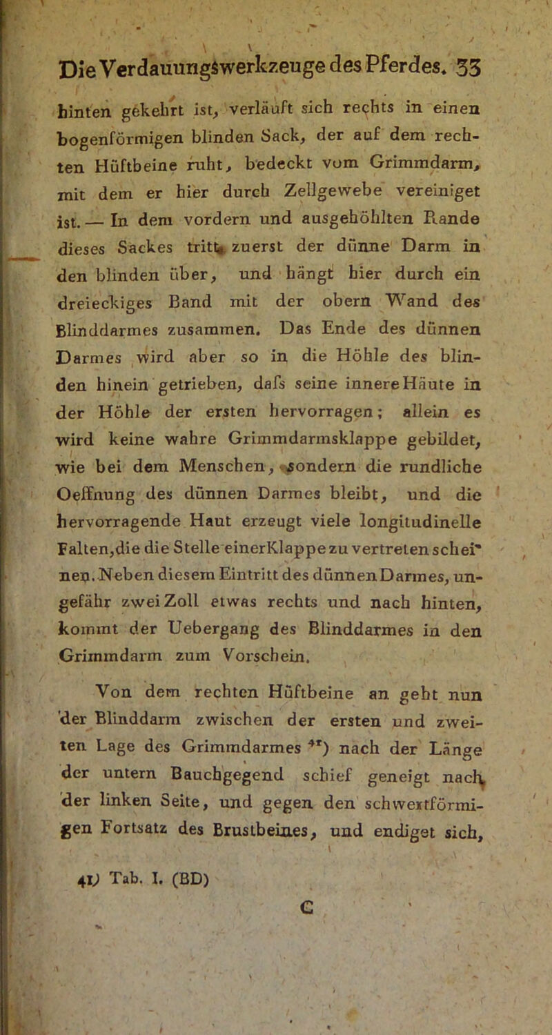 hinten gekehrt ist, verläuft sich rechts in einen bogenförmigen blinden back, der auf dem rech- ten Hüftbeine rnht, bedeckt vom Grimmdarm, mit dem er hier durch Zellgewebe vereiniget ist. In dem vordem und ausgehöhlten Pcande dieses Sackes tritt* zuerst der dünne Darm in den blinden über, und hängt hier durch ein dreieckiges Band mit der obern Wand des Blinddarmes zusammen. Das Ende des dünnen D armes wird aber so in die Höhle des blin- den hinein getrieben, dafs seine innere Häute in der Höhle der ersten hervorragen; allein es wird keine wahre Grimmdarmsklappe gebildet, wie bei dem Menschen, sondern die rundliche Oelfnung des dünnen Darmes bleibt, und die hervorragende Haut erzeugt viele longitudinelle Falten,die die Stelle einerKlappe zu vertreten schei” nen. Neben diesem Eintritt des dünnenDarmes, un- gefähr zwei Zoll etwas rechts und nach hinten, kommt der Uebergang des Blinddarmes in den Grimmdarm zum Vorschein. Von dem rechten Hüftbeine an geht nun der Blinddarm zwischen der ersten und zwei- ten Lage des Grimmdarmes 4r) nach der Länge der untern Bauchgegend schief geneigt nacl\ der linken Seite, und gegen den schwertförmi- gen Fortsatz des Brustbeines, und endiget sich. 41; Tab. I. (BD) G