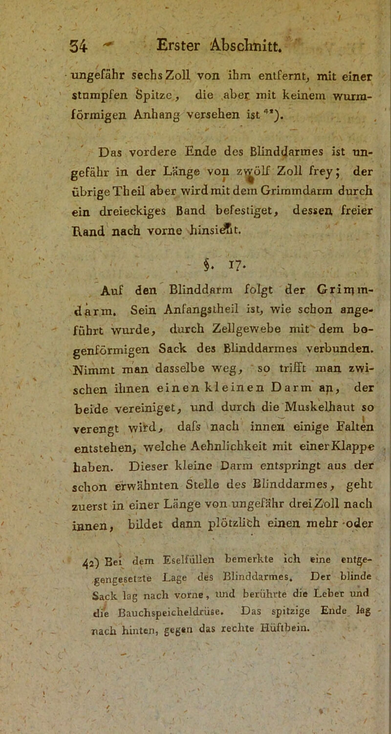 ungefähr sechs Zoll von ihm entfernt, mit einer stumpfen Spitze, die aber: mit keinem wurra- fqrmigen Anhang versehen ist4*). * ■ - \ > . > ■ ' : u • .. Das vordere Ende des Blinddarmes ist un- gefähr in der Länge von z^ölf Zoll frey; der übrige Theil aber wird mit dem Grimmdarm durch ein dreieckiges Band befestiget, dessen freier Hand nach vorne hinsiÄt. §. 17- Auf den Blinddarm folgt der Grimm- darm. Sein Anfangstheil ist, wie schon ange- führt wurde, durch Zellgewebe mit dem bo- genförmigen Sack des Blinddarmes verbunden. Nimmt man dasselbe weg, so trifft man zwi- schen ihnen einen kleinen Darm ap, der beide vereiniget, und durch die Muskelhaut so verengt wird, dafs nach innen einige Falten entstehen, welche Aehnlichkeit mit einer Klappe haben. Dieser kleine Darm entspringt aus der schon erwähnten Stelle des Blinddarmes, geht zuerst in einer Länge von ungefähr drei Zoll nach innen, bildet dann plötzlifch einen mehr-oder 42) Bei dem Eselfüllen bemerkte ich eine entge- gengesetzte Lage des Blinddarmes. Der blinde Sack lag nach vorne, und berührte die Leber und die Bauchspeicheldrüse. Das spitzige Ende lag nach hinten, gegen das rechte Hüftbein.