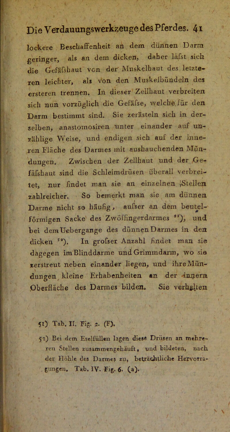 locrkere Beschaffenheit an dem dünnen Darm geringer, als an dem dicken, daher lüfst sich die Gefäfshaut von der Mnskelhaut des letzte- ren leichter, als von den Muskelbündeln des ersteren trennen. In dieser Zellhaut verbreiten sich nun vorzüglich die Gefäfse, welche für den Darm bestimmt sind. Sie zerästeln sich in der- selben, anastomosiren unter einander auf un- zählige Weise, und endigen sich auf der inne- ren Fläche des Darmes mit aushauchenden Mün- dungen. Zwischen der Zellhaut und der Ge- fäfshaut sind die Schleimdrüsen überall verbrei- tet, nur findet man sie an einzelnen ^Stellen zahlreicher. So bemerkt man sie am dünnen I Darme nicht so häufig, aufser an dem beutel- förmigen Sacke des Zwöffingerdarmes **), und bei demüebergange des dünnen Darmes in den dicken sa). In grofser Anzahl findet man sie dagegen im Blinddärme und Grimmdarm, wo sie zerstreut neben einander liegen, und ihreMun- dungen, kleine Erhabenheiten an der irujern .Oberfläche des Darmes bilden. Sie verhalten 50 Tab. II. Fig. 2. (F). 52) Bei dem Eselfüllen lagen diese Drüsen an mehre- ren Stellen zusammengehäuft, und bildeten, nach der Hohle des Darme? zu, beträchtliche Hervorra- gungen, Tab. IV. Fig. 6■ 00«