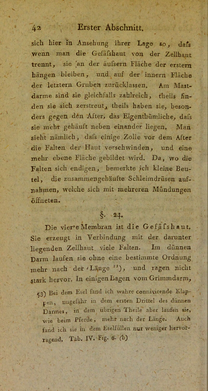 sich hier in Ansehung ihrer Lage so, dafs wenn man die Gefäfshaut von der Zellhaut trennt, sie an der äufsern Fläche der erstem hängen bleiben, und auf der innern Fläche der letztem Gruben zurücklassen. Am Mast- darme sind sie gleichfalls zahlreich, theils fin- den sie sich zerstreut., theils haben sie, beson- ders gegen d£n After, das Eigentkümliche, dafs sie mehr gehäuft neben einander liegen. Man sieht nämlich, dafs einige Zolle vor dem After die Falten der Haut verschwinden, und eine mehr ebene Fläche gebildet wird. Da, wo die Falten sich endigen, bemerkte jch kleine Beu- tel, die zusammengehäufte Schleimdrüsen auf- nahmen, welche sich mit mehreren Mündungen öffneten. / §• 24. Die vierfe Membran ist die Gef,äfshaut. Sie erzeugt in Verbindung mit der darunter liegenden Zellhaut viele Falten. Im dünnen Darm laufen sie ohne eine bestimmte Ordnung mehr nach der'La,nge sä), und ragen nicht stark hervor. In einigen Lagen vom Grimmdarm, ^3) Bei dem Esel fand ich wahre connivirende Klap- pen, ungefähr in dem ersten Drittel des dünnen Darmes, in dem übrigen Theile aber laufen sie, wie beim Pferde, mehr nach der Länge. Auch fand ich sie in dem Eselfüllen nur weniger hervor- ragend. Tab. IV. Fiß* 6' fb)