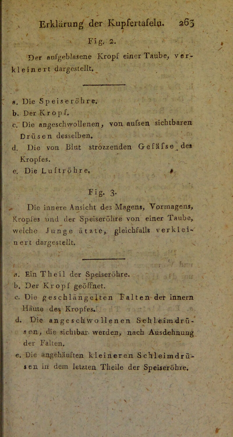 7 / Fig. 2. ° V Der aufgeblasene Kropf einer Taube, ver- kleinert dargestellt. a. Die Speiseröhre. b. Der Kropf. c~ Die angeschwollenen, von aufsen sichtbaren Drüsen dess elb en. d. Die von Blut strozzenden Gefäfse des Kropfes. e. Die Luftröhre, # \ ' Fig. 3. Die innere Ansicht des Magens, Vormagens, Kropfes und der Speiseröhre von einer Taube, welche Junge ätzte, gleichfalls verklei- nert dargestellt. a. Ein Th eil der Speiseröhre. b. Der Kropf geöffnet. c. Die geschlängelten Falten der innern Häute de$ Kropfes. d. Die a n g e s ch wo 11 e n en Schleimdrü- sen, die sichtbar werden, nach Ausdehnung der Falten. e. Die angehäuften kleineren Schleimdrü- sen in dem letzten Tlieile der Speiseröhre, /