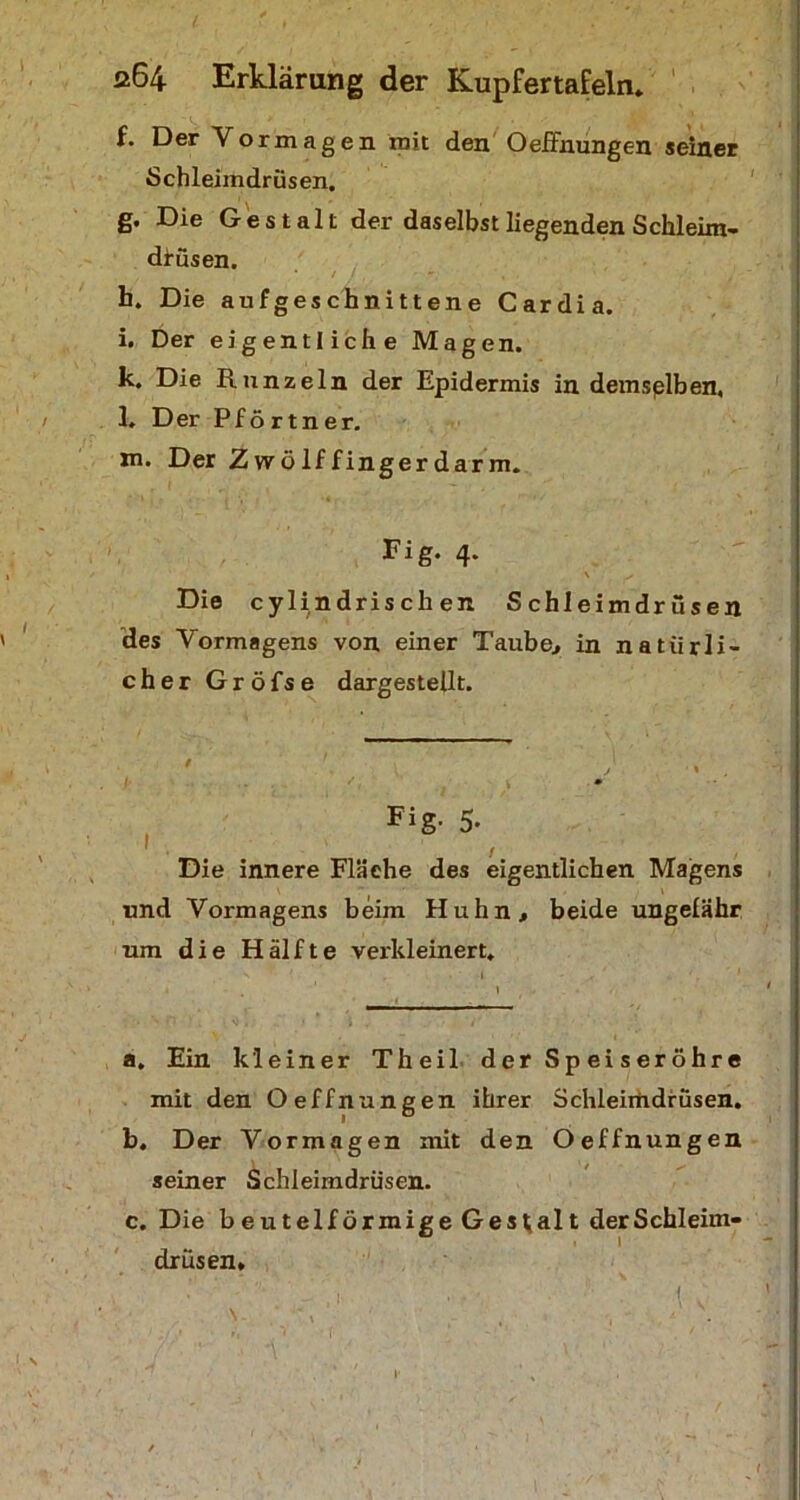 f. Der Vormagen mit den Oeffnungen seiner Schleimdrüsen. g. Die Gestalt der daselbst liegenden Schleim- di-üsen. h. Die aufgeschnittene Cardia. i. Der eigentliche Magen. k. Die Runzeln der Epidermis in demsplben, / 1. Der Pförtner. m. Der Zwölffingerdarm. Fig. 4. Die cylindris ch eit Schleimdrüsen des Vormagens von einer Taube., in natürli- cher Gröfse dargestellt. Fig- 5- / Die innere Fläche des eigentlichen Magens und Vormagens beim Huhn, beide ungefähr um die Hälfte verkleinert. a. Ein kleiner Theil d er Sp ei s er Öhre mit den Oeffnungen ihrer Schleimdrüsen. b. Der Vormagen mit den Oeffnungen seiner Schleimdrüsen. c. Die beutelförmige Gestalt der Schleim- drüsen. I N