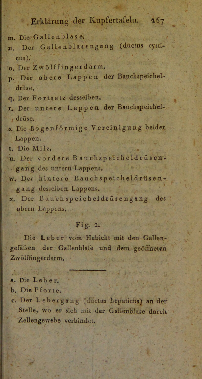 m. Die Gallenbla s e. / n. Der Gallenblasengang (ductus cysti- N * ' ' / cusj. o. Der Zwölffingerdarm. p. Der obe.re Lappen der Bauchspeichel- drüse. q. Der Fortsatz desselben, r. Der untere Lappen der Bauchspeichel- drüse. s. Die Bogenförmige Vereinigung beider Lappen. t. Die Milz, . u. Der vordere Bauchspeicheldrüsen« gang des untern Lappens, w. Der hintere Bauchspeicheldrüsen- gang desselben Lappens. x. Der B auch sp eic h eldr üseng a ng des obern Lappens, Fig. 2, Die Leber vom Habicht mit den Gallen- gefäfsen der Gallenblafe und dem geöffneten Zwölffingerdarm. a. Die Leber, \ b. Die Pforte. c. Der Lebergang (düctus hepaticus) ander Stelle, wo er sich mit der Gallenblase durch Zellengewebe verbindet.