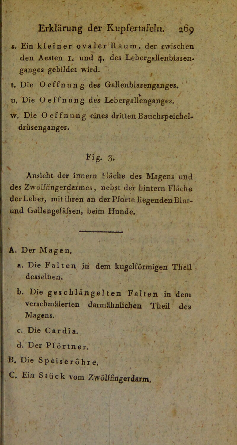 I Erklärung der Kupfertafeln. 269 s. Ein kleiner ovaler Raum, der zwischen den Acsten I. und 4, des Lebergallenblasen- ganges gebildet wird. t. Die Oeffnung des Gallenblasenganges. u. Die Oeffnung des Lebergallenganges. w. Die Oeffnung eines dritten Bauchspeichel- drüsenganges. r ’ - t ' ' Fig. 3. S 1 Ansicht der innern Fläche des Magens und des Zwölffingerdarmes, nebst der hintern Fläche der Leber, mit ihren an der Pforte liegenden Blnt- und Gallengefäfsen, beim Hunde. ' ■ - . ■ A. Der Magen. a. Die falten in dem kugelförmigen Theil desselben. b. Die geschlängelten Falten in dem verschmälerten darmähnlichen Theil des Magens. c. Die Cardia. d. Der Pförtner. B. Die Speiseröhre, C. Ein Stück vom Zwölffingerdarm, s