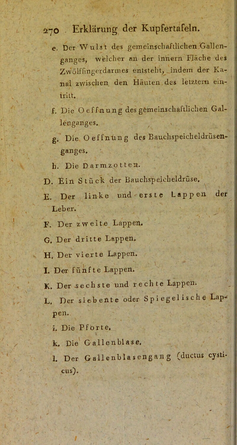 e. Der Wulst cles gemeinschaftlichen Gallcn- ganges, welcher an der innern Fläche des Zwölffingerdarmes entsteht, indem der Ka- nal zwischen den Häuten des letztem ein- iritt. f. Die O effn ung des gemeinschaftlichen Gal- lenganges. g. Die Oeffnung des Bauchspeicheldrüsen- ganges. b. Die Darm zotten. D. Ein Stück der Bauchspeicheldrüse. E. Der linke und erste Lappen der Leber. F. Der zweite Lappen. G. Der dritte Lappen. H. Der vierte Lappen. I. Der fünfte Lappen. K. Der sechste und rechte Lappen. L, Der siebente oder Spiegel ische Lap- pen. i. Die Pforte, \ k. Die Gallenblase. l. Der Gallenblasengang (ductus cysti- cus).