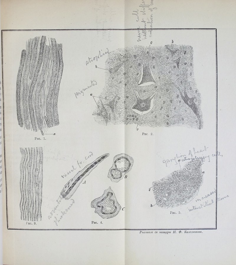Рисовала са натуры Н. Ф. Колесникова