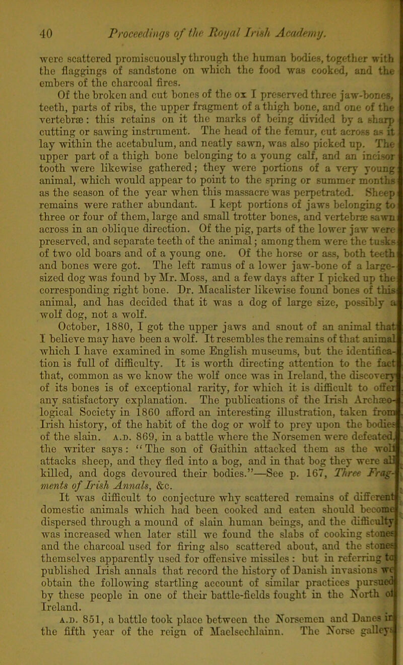 were scattered promiscuously through the human bodies, together with the flaggings of sandstone on which the food was cook<^, and the embers of the charcoal fires. Of the broken and cut bones of the ox I preserved three jaw-bones, teeth, parts of ribs, the upper fragment of a thigh bone, and one of the vertebrae: this retains on it the marks of being divided by a sharp cutting or sawing instrument. The head of the femur, cut across as it lay within the acetabulum, and neatly sawn, was also picked up. The upper part of a thigh bone belonging to a young calf, and an inci.sor tooth were likewise gathered; they were portions of a very young: animal, which would appear to point to the spring or summer months as the season of the year when this massacre was perpetrated. Sheep remains were rather abundant. I kept portions of jaws belonging to three or four of them, large and small trotter bones, and vertebra; sawn across in an oblique direction. Of the pig, parts of the lower jaw were preserved, and separate teeth of the animal; among them were the tusks of two old boars and of a young one. Of the horse or ass, both teeth and bones were got. The left ramus of a lower jaw-bone of a large- sized dog was found by Mr. Moss, and a few days after I picked up the corresponding right bone. Dr. Macalister likewise found bones of this animal, and has decided that it was a dog of large size, possibly a wolf dog, not a wolf. October, 1880, I got the upper jaws and snout of an animal that I believe may have been a wolf. It resembles the remains of that animal which I have examined in some English museums, but the identifica- tion is full of difficulty. It is worth directing attention to the fact that, common as we know the wolf once was in Ireland, the discovery of its bones is of exceptional rarity, for which it is difficult to offer any satisfactory explanation. The publications of the Irish Archaeo- logical Society in 1860 afford an interesting illustration, taken from Irish history, of the habit of the dog or wolf to prey upon the bodies of the slain, a.d. 869, in a battle where the Horsemen were defeated, the writer says: “The son of Gaithin attacked them as the woli attacks sheep, and they fled into a bog, and in that bog they were all killed, and dogs devoured their bodies.”—See p. 167, Three Frag- ments of Irish Annals, &c. It was difficult to conjecture why scattered remains of different domestic animals which had been cooked and eaten should become dispersed through a mound of slain human beings, and the difficulty was increased when later still we found the slabs of cooking stones and the charcoal used for firing also scattered about, and the stones themselves apparently used for offensive missiles : but in referring to published Irish annals that record the history of Danish invasions wc obtain the following startling account of similar practices pursued by these people in one of their battle-fields fought in the Horth ol Ireland. A.D. 851, a battle took place between the Horsemen and Danes it the fifth year of the reign of Maclsechlainn. The Horse galley;