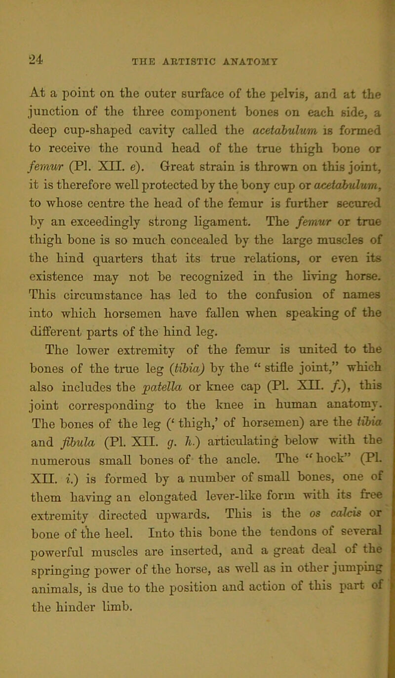 At a point on the outer surface of the pelvis, and at the junction of the three component bones on each side, a deep cup-shaped cavity called the acetabulum is formed to receive the round head of the true thigh hone or femur (PI. XII. e). Great strain is thrown on this joint, it is therefore well protected by the bony cup or acetabulum, to whose centre the head of the femur is further secured by an exceedingly strong ligament. The femur or true thigh bone is so much concealed by the large muscles of the hind quarters that its true relations, or even its existence may not be recognized in the living horse. This circumstance has led to the confusion of names into which horsemen have fallen when speaking of the different parts of the hind leg. The lower extremity of the femur is united to the bones of the true leg (tibia) by the “ stifle joint,” which also includes the patella or knee cap (PI. XII. /.), this joint corresponding to the knee in human anatomy. The bones of the leg (‘ thigh,’ of horsemen) are the tibia and fibula (PI. XII. g. h ) articulating below with the numerous small bones of the ancle. The “ hock” (PI. XII. i.) is formed by a number of small bones, one of them having an elongated lever-like form with its free extremity directed upwards. This is the os calcis or bone of the heel. Into this bone the tendons of several powerful muscles are inserted, and a great deal of the springing power of the horse, as well as in other jumping animals, is due to the position and action of this part of the hinder limb.