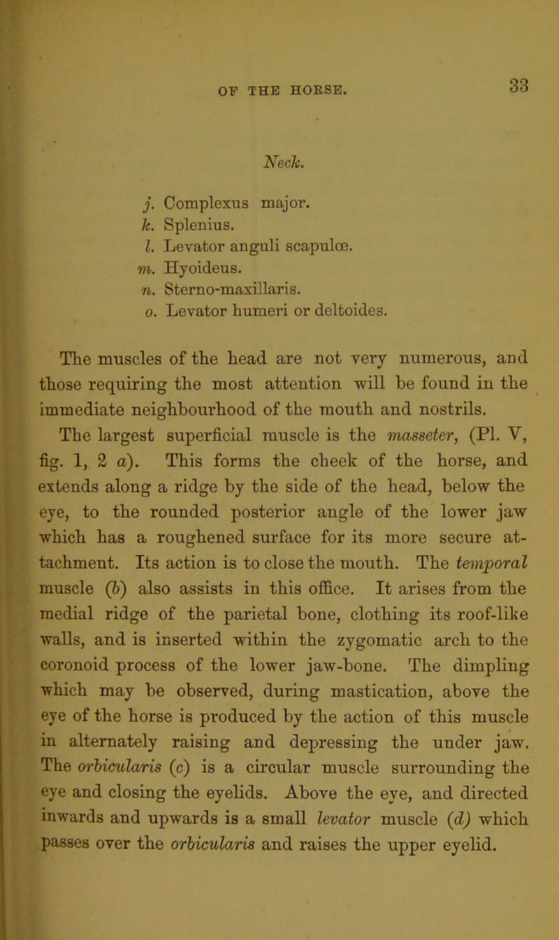 Neck. j. Complexus major. k. Splenius. l. Levator anguli scapuloe. m. Hyoideus. n. Sterno-maxillaris. o. Levator humeri or deltoides. The muscles of the head are not very numerous, and those requiring the most attention will be found in the immediate neighbourhood of the mouth and nostrils. The largest superficial muscle is the masseter, (PL V, fig. 1, 2 a). This forms the cheek of the horse, and extends along a ridge by the side of the head, below the eye, to the rounded posterior angle of the lower jaw which has a roughened surface for its more secure at- tachment. Its action is to close the mouth. The temporal muscle (b) also assists in this office. It arises from the medial ridge of the parietal bone, clothing its roof-like walls, and is inserted within the zygomatic arch to the coronoid process of the lower jaw-bone. The dimpling which may be observed, during mastication, above the eye of the horse is produced by the action of this muscle in alternately raising and depressing the under jaw. The orbicularis (c) is a circular muscle surrounding the eye and closing the eyelids. Above the eye, and directed inwards and upwards is a small levator muscle (d) which passes over the orbicularis and raises the upper eyelid.