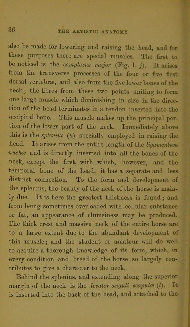 THE ARTISTIC ANATOMY also be made for lowering and raising tbe head, and for these purposes there are special muscles. The first to be noticed is the complexus major (Fig. 1. f). It arises from the transverse processes of the four or five first dorsal vertebrae, and also from the five lower bones of the neck; the fibres from these two points uniting to form one large muscle which diminishing in size in the direc- tion of the head terminates in a tendon inserted into the occipital bone. This muscle makes up the principal por- tion of the lower part of the neck. Immediately above this is the splenius (k) specially employed in raising the head. It arises from the entire length of the ligamentum nuchce and is directly inserted into all the bones of the neck, except the first, with which, however, and the temporal bone of the head, it has a separate and less distinct connection. To the form and development of the splenius, the beauty of the neck of the horse is main- ly due. It is here the greatest thickness is found; and from being sometimes overloaded with cellular substance or fat, an appearance of clumsiness may be produced. The thick crest and massive neck of the entire horse are to a large extent due to the abundant development of this muscle; and the student or amateur will do well to acquire a thorough knowledge of its form, which, in every condition and breed of the horse so largely con- tributes to give a character to the neck. Behind the splenius, and extending along the superior margin of the neck is the levator anguli scapulae (l). It is inserted into the back of tbe head, and attached to the