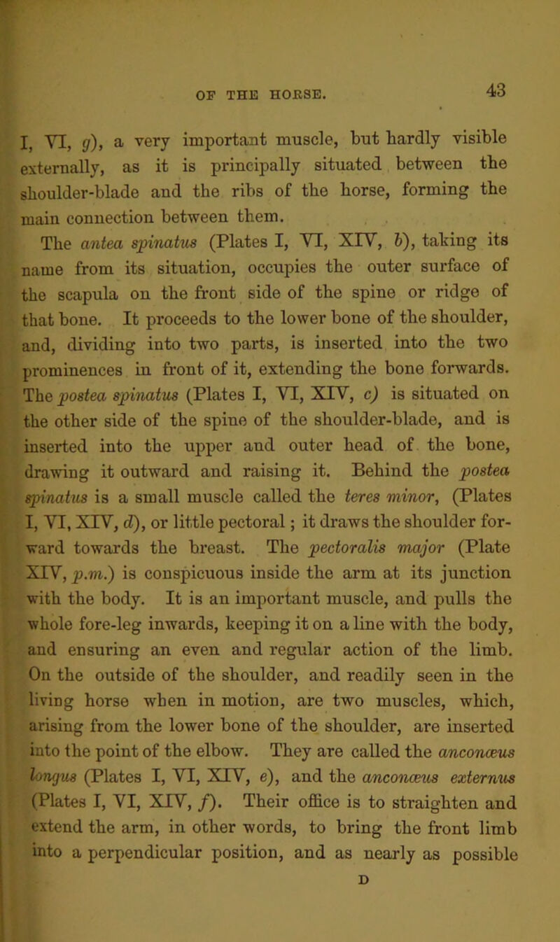 I, YI, g), a very important muscle, but hardly visible externally, as it is principally situated between tbe shoulder-blade and the ribs of the horse, forming the main connection between them. The antea spinatus (Plates I, YI, XIY, b), tailing its name from its situation, occupies the outer surface of the scapula on the front side of the spine or ridge of that bone. It proceeds to the lower bone of the shoulder, and, dividing into two parts, is inserted into the two prominences in front of it, extending the bone forwards. The posted spinatus (Plates I, YI, XIV, c) is situated on the other side of the spine of the shoulder-hlade, and is inserted into the upper and outer head of the bone, drawing it outward and raising it. Behind the posted r- spinatus is a small muscle called the teres minor, (Plates I, YI, XIV, d), or little pectoral; it draws the shoulder for- ward towards the hreast. The pectoralis major (Plate XIY, p.m.) is conspicuous inside the arm at its junction with the body. It is an important muscle, and pulls the whole fore-leg inwards, keeping it on a line with the body, and ensuring an even and regular action of the limb. On the outside of the shoulder, and readily seen in the living horse when in motion, are two muscles, which, arising from the lower bone of the shoulder, are inserted into the point of the elbow. They are called the anconceus longus (Plates I, VI, XIV, e), and the anconceus externus (Plates I, YI, XIV, /). Their office is to straighten and extend the arm, in other words, to bring the front limb into a perpendicular position, and as nearly as possible D