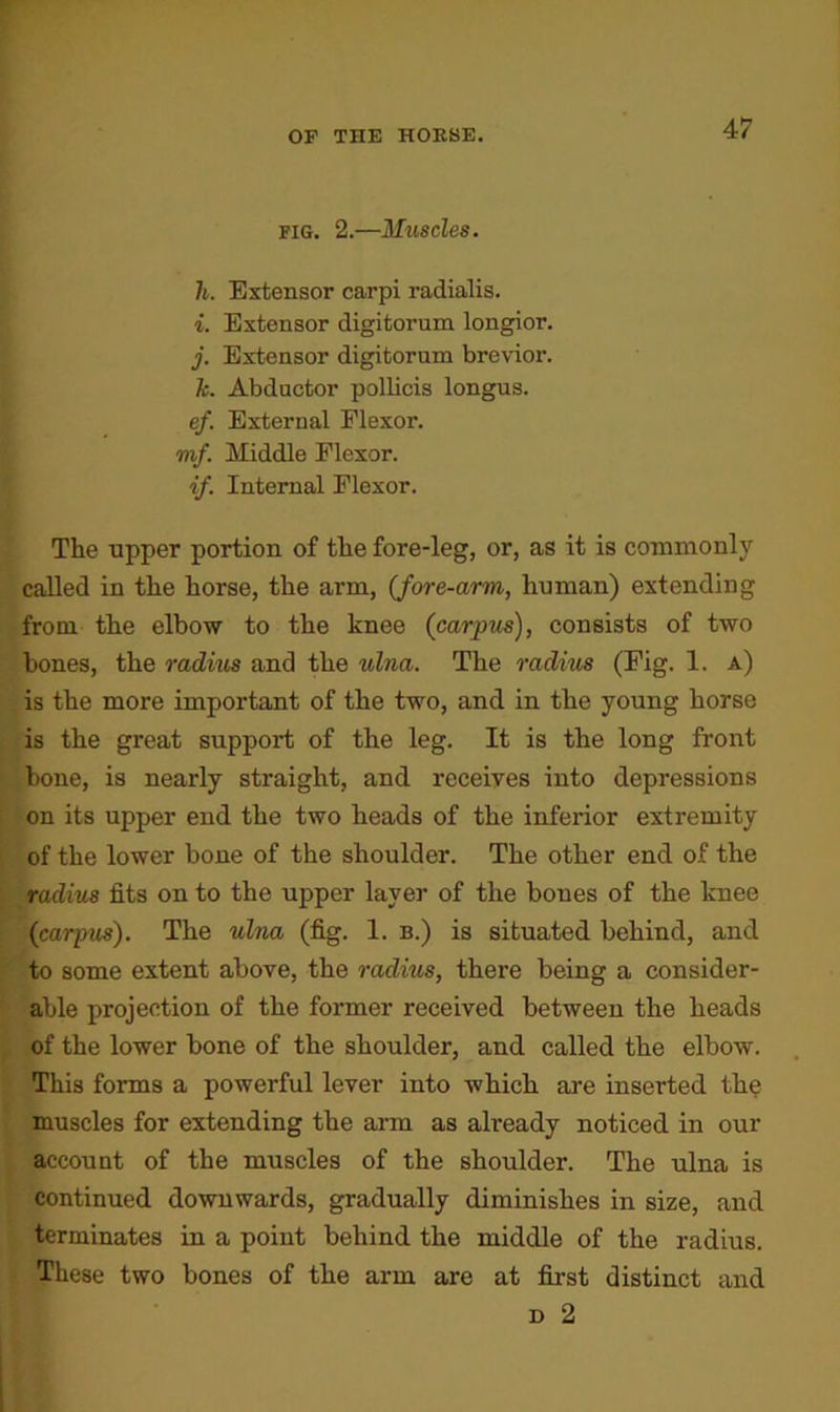 fig. 2.—Muscles. h. Extensor carpi radialis. i. Extensor digitorum longior. j. Extensor digitorum brevior. k. Abductor pollicis longus. ef. External Flexor. mf. Middle Flexor. if. Internal Flexor. The upper portion of the fore-leg, or, as it is commonly called in the horse, the arm, (fore-arm, human) extending from the elbow to the knee (carpus), consists of two bones, the radius and the ulna. The radius (Fig. 1. a) is the more important of the two, and in the young horse is the great support of the leg. It is the long front bone, is nearly straight, and receives into depressions on its upper end the two heads of the inferior extremity of the lower bone of the shoulder. The other end of the radius fits on to the upper layer of the boues of the knee (carpus). The ulna (fig. 1. b.) is situated behind, and to some extent above, the radius, there being a consider- able projection of the former received between the heads of the lower bone of the shoulder, and called the elbow. This forms a powerful lever into which are inserted the muscles for extending the arm as already noticed in our account of the muscles of the shoulder. The ulna is continued downwards, gradually diminishes in size, and terminates in a point behind the middle of the radius. These two bones of the arm are at first distinct and d 2