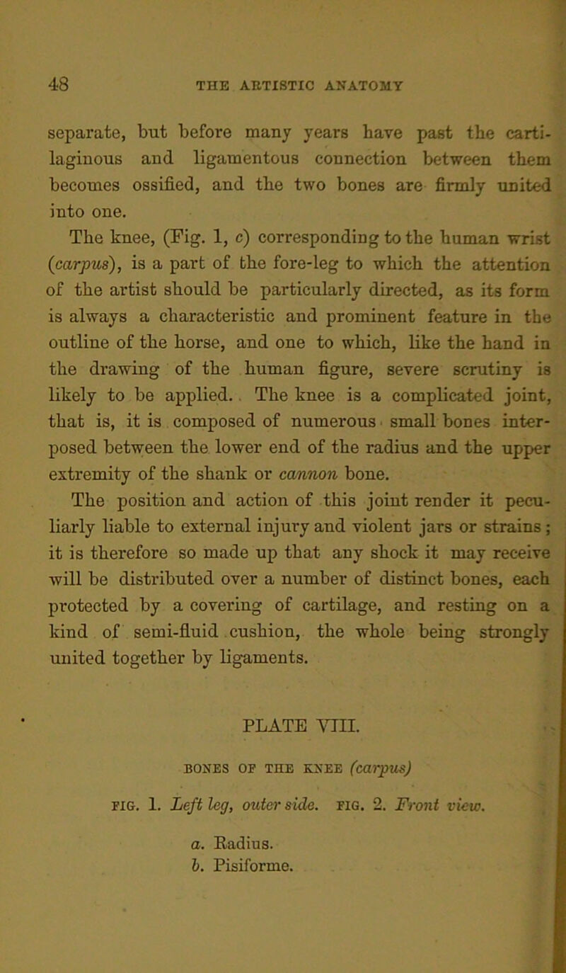 separate, but before many years have past the carti- laginous and ligamentous connection between them becomes ossified, and the two bones are firmly united into one. The knee, (Fig. 1, c) corresponding to the human wrist (carpus), is a part of the fore-leg to which the attention of the artist should be particularly directed, as its form is always a characteristic and prominent feature in the outline of the horse, and one to which, like the hand in the drawing of the human figure, severe scrutiny is likely to be applied. The knee is a complicated joint, that is, it is composed of numerous small bones inter- posed between the lower end of the radius and the upper extremity of the shank or cannon bone. The position and action of this joint render it pecu- liarly liable to external injury and violent jars or strains; it is therefore so made up that any shock it may receive will be distributed over a number of distinct bones, each protected by a covering of cartilage, and resting on a kind of semi-fluid cushion, the whole being strongly united together by ligaments. PLATE Vm. BONES OP THE KNEE (carpus) fig. 1. Left leg, outer side. fig. 2. Front view. a. Radius. b. Pisiforme.