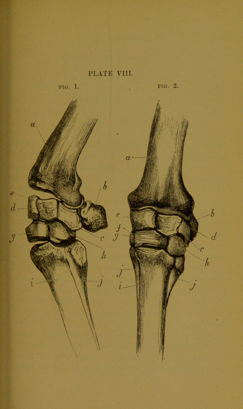 PLATE VIII.