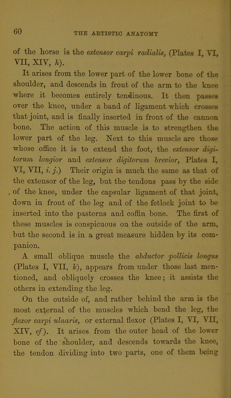 of the horse is the extensor carpi radialis, (Plates I, VI, VII, XIV, li). It arises from the lower part of the lower bone of the shoulder, and descends in front of the arm to the knee where it becomes entirely tendinous. It then passes over the knee, under a band of ligament which crosses that joint, and is finally inserted in front of the cannon bone. The action of this muscle is to strengthen the lower part of the leg. Next to this muscle are those whose office it is to extend the foot, the extensor digi- torum longior and extensor digitorum brevior, Plates I, VI, VTI, i. j.) Their origin is much the same as that of the extensor of the leg, but the tendons pass by the side of the knee, under the capsular ligament of that joint, down in front of the leg and of the fetlock joint to be inserted into the pasterns and coffin bone. The first of these muscles is conspicuous on the outside of the arm, but the second is in a great measure hidden by its com- panion. A small oblique muscle the abductor pollicis longus (Plate3 I, VII, /;), appears from under those last men- tioned, and obliquely crosses the knee; it assists the others in extending the leg. On the outside of, and rather behind the arm is the most external of the muscles which bend the leg, the flexor carpi ulnaris, or external flexor (Plates I, VI, VII, XIV, ef). It arises from the outer head of the lower bone of the shoulder, and descends towards the knee, the tendon dividing into two parts, one of them being