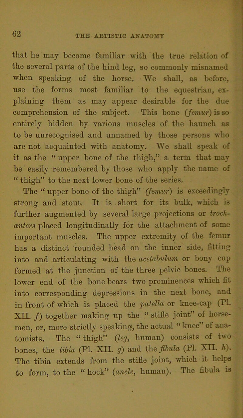 that lie may become familiar with the true relation of the several parts of the hind leg, so commonly misnamed when speaking of the horse. We shall, as before, use the forms most familiar to the equestrian, ex- plaining them as may appear desirable for the due comprehension of the subject. This bone (femur) is so entirely hidden by various muscles of the haunch as to be unrecognised and unnamed by those persons who are not acquainted with anatomy. We shall speak of it as the “ upper bone of the thigh,” a term that may be easily remembered by those who apply the name of “ thigh” to the next lower bone of the series. The “ upper bone of the thigh” (femur) is exceedingly strong and stout. It is short for its bulk, which is further augmented by several large projections or troch- anters placed longitudinally for the attachment of some important muscles. The upper extremity of the femur has a distinct rounded head on the inner side, fitting into and articulating with the acetabulum or bony cup formed at the junction of the three pelvic bones. The lower end of the bone bears two prominences which fit into corresponding depressions in the next bone, and in front of which is placed the patella or knee-cap (PI. YTT f) together making up the “ stifle joint” of horse- men, or, more strictly speaking, the actual “knee” of ana- tomists. The “ thigh” (leg, human) consists of two bones, the tibia (PI. XII. g) and the fibula (Pl. XU. h). The tibia extends from the stifle joint, which it helps to form, to the “ hock” (ancle, human). The fibula is