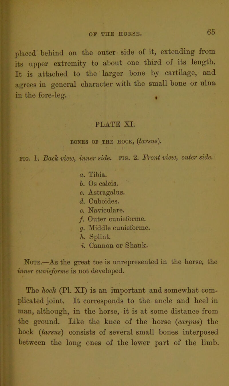 placed behind on the outer side of it, extending from its upper extremity to about one third of its length. It is attached to the larger bone by cartilage, and agrees in general character with the small bone or ulna in the fore-leg. , PLATE XI. BOXES OF THE HOCK, (tarsus). fig. 1. Back view, inner side. fig. 2. Front view, outer side. a. Tibia. b. Os calcis. c. Astragalus. d. Cuboides. e. Naviculare. /. Outer cunieforme. g. Middle cunieforme. h. Splint. i. Cannon or Shank. Note.—As the great toe is unrepresented in the horse, the inner cunieforme is not developed. The hock (PI. XI) is an important and somewhat com- plicated joint. It corresponds to the ancle and heel in man, although, in the horse, it is at some distance from the ground. Like the knee of the horse (carpus) the hock (tarsus) consists of several small bones interposed between the long ones of the lower part of the limb.