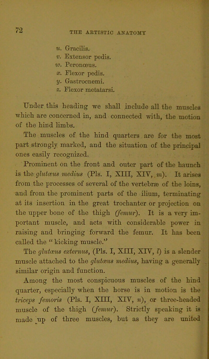 TEE ARTISTIC ANATOMY u. Gracilis. v. Extensor pedis. w. Peronoeus. x. Plexor pedis. y. Gastrocnemi. z. Plexor metatarsi. Under this heading we shall include all the muscles which are concerned in, and connected with, the motion of the hind limbs. The muscles of the hind quarters are for the most part strongly marked, and the situation of the principal ones easily recognized. Prominent on the front and outer part of the haunch is the glutceus medius (Pis. I, XIII, XIY, m). It arises from the processes of several of the vertebrae of the loins, and from the prominent parts of the ilium, terminating at its insertion in the great trochanter or projection on the upper bone of the thigh (femur). It is a very im- portant muscle, and acts with considerable power in raising and bringing forward the femur. It has been called the “ kicking muscle.’'’ The glutceus externus, (Pis. I, XIII, XTV, Z) is a slender muscle attached to the glutceus medius, having a generally similar origin and function. Among the most conspicuous muscles of the hind quarter, especially when the horse is in motion is the triceps femoris (Pis. I, XUI, XIV, n), or tliree-headed muscle of the thigh (femur). Strictly speaking it is made up of three muscles, but as they are united