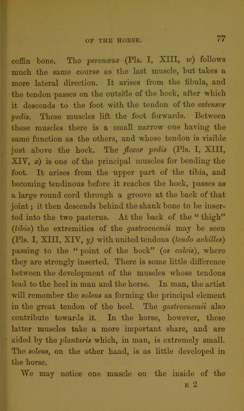coffin bone. The peronceus (Pis. I, XIII, w) follows much the same course as the last muscle, but takes a more lateral direction. It arises from the fibula, and the tendon passes on the outside of the hock, after which it descends to the foot with the tendon of the extensor pedis. These muscles lift the foot forwards. Between these muscles there is a small narrow one having the same function as the others, and whose tendon is visible just above the hock. The flexor pedis (Pis. I, XIII, XIV, x) is one of the principal muscles for bending the foot. It arises from the upper part of the tibia, and becoming tendinous before it reaches the hock, passes as a large round cord through a groove at the back of that joint; it then descends behind the shank bone to be inser- ted into the two pasterns. At the back of the “ thigh” (tibia) the extremities of the gastrocnemii may be seen (Pis. I, XIII, XIV, y) with united tendons (tendo acliilles) passing to the “ point of the hock” (os calcis), where they are strongly inserted. There is some little difference between the development of the muscles whose tendons lead to the heel in man and the horse. In man, the artist will remember the soleus as forming the principal element in the great tendon of the heel. The gastrocnemii also contribute towards it. In the horse, however, these latter muscles take a more important share, and are aided by the plantaris which, in man, is extremely small. The soleus, on the other hand, is as little developed in the horse. We may notice one muscle on the inside of the e 2