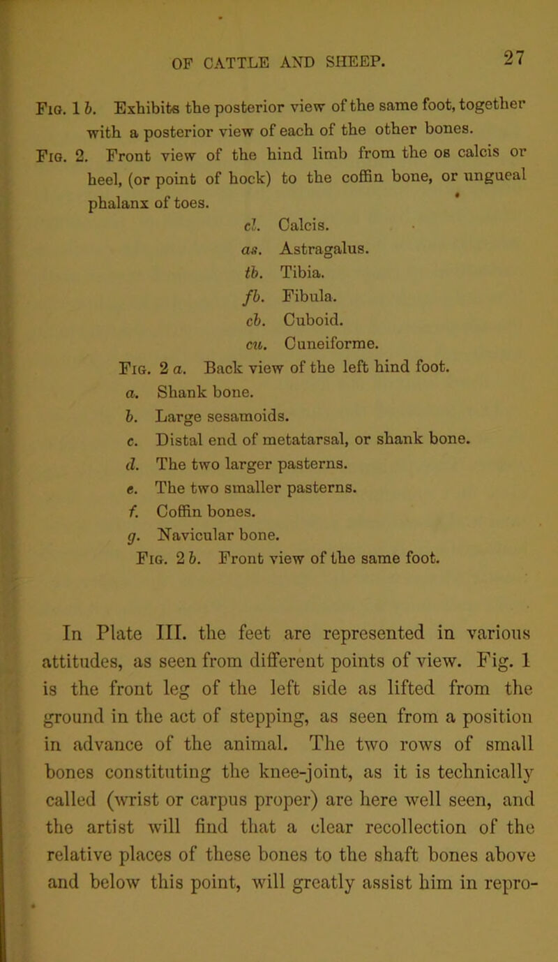 Fig. 1 b. Exhibits the posterior view of the same foot, together with a posterior view of each of the other bones. Fig. 2. Front view of the hind limb from the os calcis or heel, (or point of hock) to the coffin bone, or ungueal phalanx of toes. cl. Calcis. as. Astragalus. tb. Tibia. fb. Fibula. cb. Cuboid. cu. Cuneiforme. Fig. 2 a. Back view of the left hind foot. a. Shank bone. b. Large sesamoids. c. Distal end of metatarsal, or shank bone. d. The two larger pasterns. e. The two smaller pasterns. f. Coffin bones. g. Navicular bone. Fig. 2 b. Front view of the same foot. In Plate III. the feet are represented in various attitudes, as seen from different points of view. Fig. 1 is the front leg of the left side as lifted from the ground in the act of stepping, as seen from a position in advance of the animal. The two rows of small bones constituting the knee-joint, as it is technically called (wrist or carpus proper) are here well seen, and the artist will find that a clear recollection of the relative places of these bones to the shaft bones above and below this point, will greatly assist him in repro-