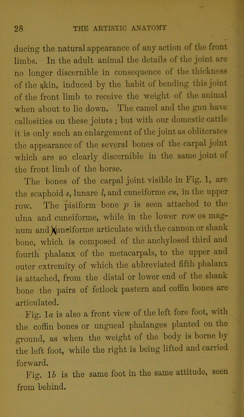 ducing the natural appearance of any action of the front limbs. In the adult animal the details of the joint are no longer discernible in consequence of the thickness of the skin, induced by the habit of bending this joint of the front limb to receive the weight of the animal when about to lie down. The camel and the gnu have callosities on these joints ; but with our domestic cattle it is only such an enlargement of the joint as obliterates the appearance of the several bones of the carpal joint which are so clearly discernible in the same joint of the front limb of the horse. The bones of the carpal joint visible in Fig. 1, are the scaphoid s, lunare l, and cuneiforme cu, in the upper row. The pisiform bone p is seen attached to the ulna and cuneiforme, while in the lower row os mag- num and^uneiforme articulate with the cannon or shank bone, which is composed of the anchylosed third and fourth phalanx of the metacarpals, to the upper and outer extremity of which the abbreviated fifth phalanx is attached, from the distal or lower end of the shanx bone the pairs of fetlock pastern and coffin bones are articulated. Fig. 1 a is also a front view of the left fore foot, with the coffin bones or ungueal phalanges planted on the ground, as when the weight of the body is borne by the left foot, while the right is being lifted and carried forward. Fig. 16 is the same foot in the same attitude, seen from behind.