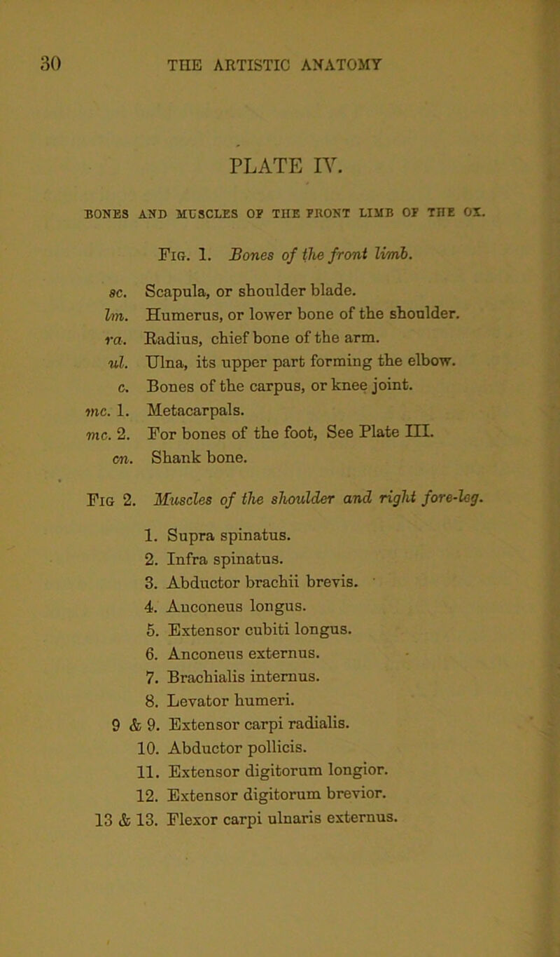 PLATE IV. BONES AND MUSCLES OF THE FKONT LIMB OF TnE OX. Fir. 1. Bones of the front limb. sc. Scapula, or shoulder blade. bn. Humerus, or lower bone of the shoulder. ra. Radius, chief bone of the arm. ul. Ulna, its upper part forming the elbow, c. Bones of the carpus, or knee joint. me. 1. Hetacarpals. me. 2. For bones of the foot, See Plate III. cn. Shank bone. Fig 2. Muscles of the shoulder and right fore-leg. 1. Supra spinatus. 2. Infra spinatus. 3. Abductor brachii brevis. 4. Anconeus longus. 5. Extensor cubiti longus. 6. Anconeus externus. 7. Brachialis intemus. 8. Levator humeri. 9 & 9. Extensor carpi radialis. 10. Abductor pollicis. 11. Extensor digitorum longior. 12. Extensor digitorum brevior. 13 & 13. Flexor carpi ulnaris externus.