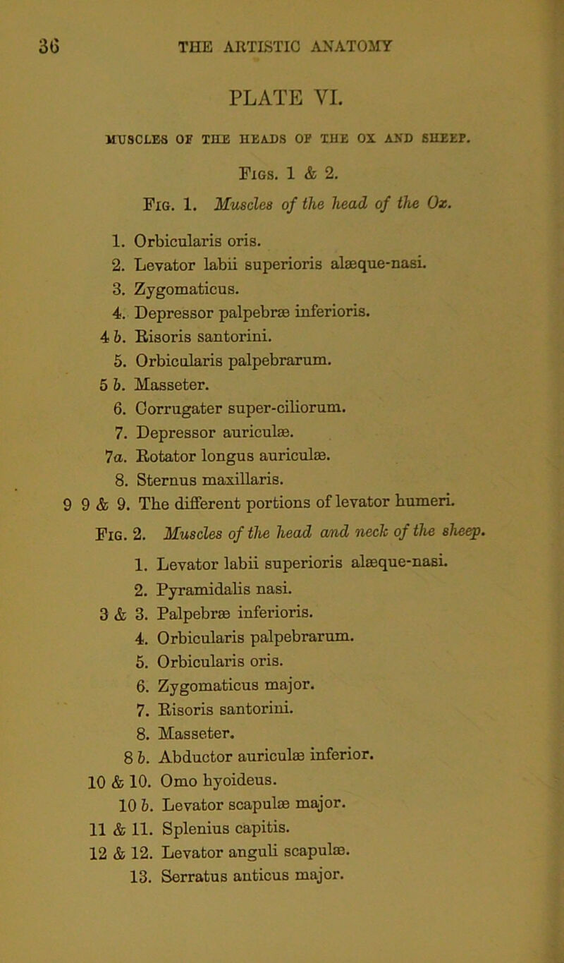 PLATE VI. MUSCLES OP THE HEADS OE THE OX AXD SHEEP. Figs. 1 & 2. Fig. 1. Muscles of the head of the Ox. 1. Orbicularis oris. 2. Levator labii superioris alseque-nasi. 3. Zygomaticus. 4. Depressor palpebrae inferioris. 4 b. Bisoris Santorini. 5. Orbicularis palpebrarum. 5 b. Hasseter. 6. Oorrugater super-ciliorum. 7. Depressor auriculas. 7a. Botator longus auriculae. 8. Sternus maxillaris. 9 9 & 9. The different portions of levator humeri. Fig. 2. Muscles of the head and neck of the sheep. 1. Levator labii superioris alaeque-nasi. 2. Pyramidalis nasi. 3 & 3. Palpebrae inferioris. 4. Orbicularis palpebrarum. 5. Orbicularis oris. 6. Zygomaticus major. 7. Bisoris santorini. 8. Masseter. 8 b. Abductor auriculae inferior. 10 & 10. Omo hyoideus. 10 b. Levator scapulae major. 11 & 11. Splenius capitis. 12 & 12. Levator anguli scapulae. 13. Serratus anticus major.