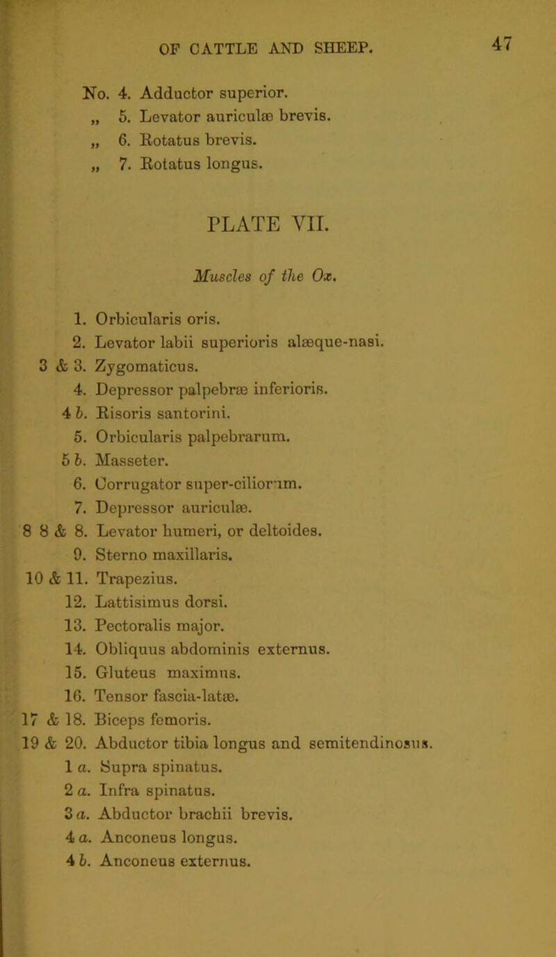 No. 4. Adductor superior. „ 5. Levator auriculae brevis. „ 6. Eotatus brevis. „ 7. Eotatus longus. PLATE VII. Muscles of the Ox. 1. Orbicularis oris. 2. Levator labii superioris alaeque-nasi. 3 & 3. Zygomaticus. 4. Depressor palpebrae inferioris. 4 b. Eisoris Santorini. 5. Orbicularis palpebrarum. 5 b. Masseter. 6. Oorrugator super-ciliorum. 7. Depressor auricidae. 8 8 & 8. Levator humeri, or deltoides. 9. Sterno maxillaris. 10 & 11. Trapezius. 12. Lattisimus dorsi. 13. Pectoralis major. 14. Obliquus abdominis externus. 15. Gluteus maximus. 16. Tensor fascia-latse. 17 & 18. Biceps femoris. 19 & 20. Abductor tibia longus and semitendinosus. 1 a. Supra spinatus. 2 a. Infra spinatus. 3 a. Abductor bracbii brevis. 4 a. Anconeus longus. 4 b. Anconeus externus.