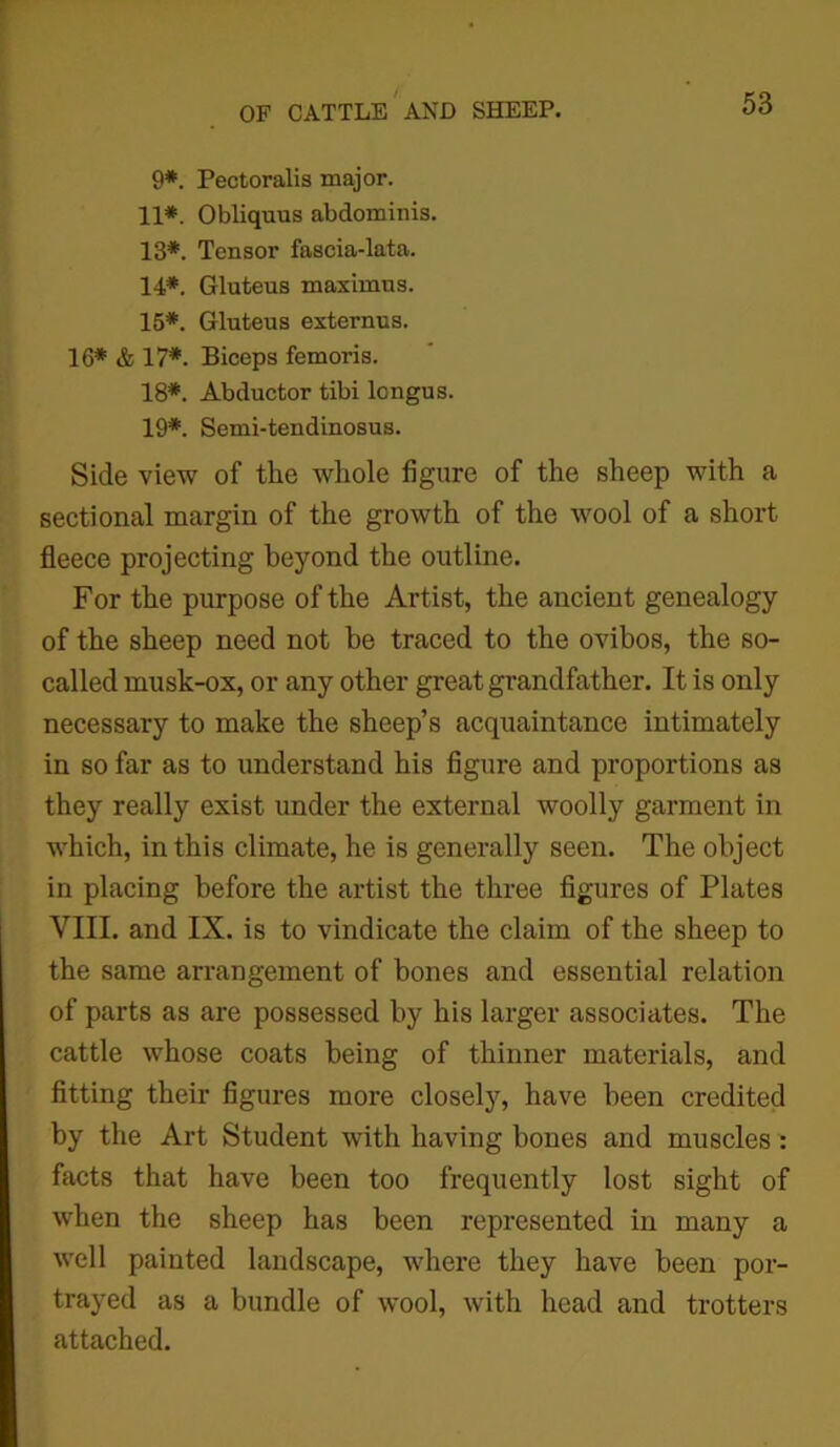 9*. Pectoralis major. 11*. Obliquus abdominis. 13*. Tensor fascia-lata. 14*. Gluteus maximus. 15*. Gluteus externus. 16* & 17*. Biceps femoris. 18*. Abductor tibi longus. 19*. Semi-tendinosus. Side view of the whole figure of the sheep with a sectional margin of the growth of the wool of a short fleece projecting beyond the outline. For the purpose of the Artist, the ancient genealogy of the sheep need not be traced to the ovibos, the so- called musk-ox, or any other greatgrandfather. It is only necessary to make the sheep’s acquaintance intimately in so far as to understand his figure and proportions as they really exist under the external woolly garment in which, in this climate, he is generally seen. The object in placing before the artist the three figures of Plates VIII. and IX. is to vindicate the claim of the sheep to the same arrangement of bones and essential relation of parts as are possessed by his larger associates. The cattle whose coats being of thinner materials, and fitting their figures more closely, have been credited by the Art Student with having bones and muscles : facts that have been too frequently lost sight of when the sheep has been represented in many a well painted landscape, where they have been por- trayed as a bundle of wool, with head and trotters attached.