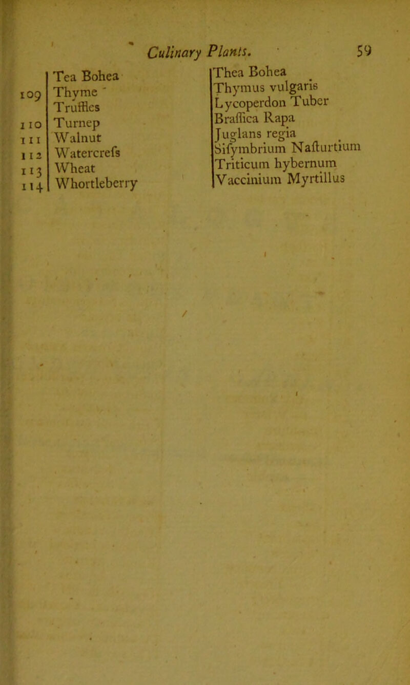 109 I lO 111 112 113 114 Tea Bohea Thyme ' Truffles Turnep Walnut Watercrefs Wheat Whortleberry Culinary Plants. 59 Thca Bohea Thymus vulgaris Lycoperdon Tuber Braffica Rapa Juglans regia Sifymbrium Nafturtium Triticum hybernum Vaccinium Myrtillus I /