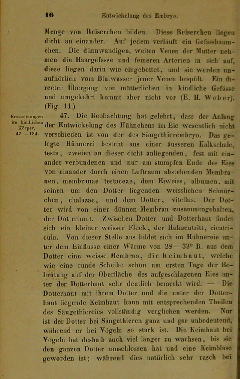 Menge von Reiserchen bilden. Diese Reiserchen liegen dicht an einander. Auf jedem verlauft ein Gefassbäum- chen. Die dünnwandigen, weiten Venen der Mutter neh- men die Haargefasse und feineren Arterien in sich auf, diese liegen darin wie eingebettet, und sie werden un- aufliörlich vom Rlutwasser jener Venen bespült. Ein di- recter Übergang von mütterlichen in kindliche Gefässe und umgekehrt kommt aber nicht vor (E. H. Webe r). (Fig. 11.) Er«.iieiniin(;on 47. Die Beobachtung hat gelehrt, dass der .Anfang Entwickelung des Hühnchens im Eie wesentlich nicht 47— 134. verschieden ist von der des Säugethierembryo. Das ge- legte Hühnerei besteht aus einer äusseren Kalkschale, testa, zweien an dieser dicht anliegenden, fest mit ein- ander verbundenen und nur am stumpfen Ende des Eies von einander durch einen Luftraum abstehenden Membra- nen, membranae testaceae, dem Eiwei.ss, albumen, mit seinen um den Dotter liegenden weisslichen Scbnür- chen, chalazae, und dem Dotter, vitellus. Der Dot- ter wird von einer dünnen .Alembran •zusammengebaltcn, der Dotterhaut. Zwischen Dotter und Dotterhaut findet sich ein kleiner weisser Fleck, der Hahnentritt, cicalri- cnla. Von dieser Stelle aus bildet sich im Hühnereie un- ter dem Einflüsse einer Wärme von 28 — 32“ R. aus dem Dotter eine weisse Membran, die Keiinhaut, welche wie eine runde Scheibe schon am ersten Tage der Be- brütung auf der Oberfläche des aufgeschlagenen Eies un- ter der Dotterhaut sehr deutlich bemerkt wird. — Die Dotterhaut mit ihrem Dotter und die unter der Dotter- haut liegende Keimhaut kann mit entsprechenden Theilen des Säugethiereies vollständig verglichen werden. Nur ist der Dotter bei Säugethieren ganz und gar unbedeutend, während er hei Vögeln so stark ist. Die Keinihaut bei Vögeln hat deshalb auch viel länger zu wachsen, bis sie den ganzen Dotter umschlossen hat und eine Keimblase geworden ist; während dies natürlich sehr rasch bei