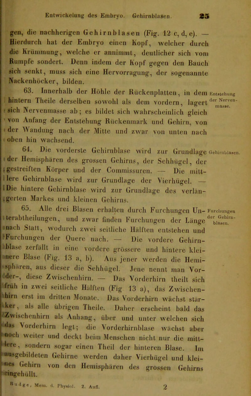 gen, die nachherigen Gehirnblasen (Fig. 12 c, d, e). — Hierdurch hat der Embryo einen Kopf, welcher durch die Krümmung, welche er annimmt, deutlicher sich vom Rumpfe sondert. Denn indem der Kopf gegen den Bauch sich senkt, muss sich eine Hervorragung, der sogenannte Nackenhöcker, bilden. 63. Innerhalb der Hohle der Rückenplatten, in dem Entstehung • hintern Theile derselben sowohl als dem vordem, laarert ! sich JMervenmasse ab; es bildet sich wahrscheinlich gleich ’ von Anfang der Entstehung Rückenmark und Gehirn, von t der aiidung nach der Mitte und zwar von unten nach ' oben hin wachsend. 64. Die vorderste Gehirnblase wird zur Grundlage oehirnbiMen. ider Hemisphären des grossen Gehirns, der Sehhügel, der t gestreiften Körper und der Commissuren. — Die initt- I lere Gehirnblase wird zur Grundlage der Vierhügel. — IDie hintere Gehirnblase wird zur Grundlage des verlän- ;gerten Markes und kleinen Gehirns. 65. Alle drei Blasen erhalten durch Furchungen Un- Furchungen I lerabtheilungen, und zwar linden Furchungen der Länge onach Statt, wodurch zwei seitliche Hälften entstehen und IFurchungen der Quere nach. — Die vordere Gehirn- bhlase zerfällt in eine vordere grossere und hintere klei- bnere Blase (Fig. 13 a, b). Aus jener werden die Hemi- «spharen, aus dieser die Sehhügel. Jene nennt man Vor- der-, diese Zwischenhirn. — Das Vorderhirn theilt sich tfrüh in zwei seitliche Hälften (Fig 13 a), das Zwischen- thirn erst im dritten Monate. Das Vorderhirn wächst stär- tker, als alle übrigen Theile. Daher erscheint bald das 'Zwischenhirn als Anhang, über und unter welchen sich das Vorderhirn legt; die Vorderhirnblase wächst aber 'Ooch weiter und deckt beim Menschen nicht nur die mitt- lere, sondern sogar einen Theil der hinteren Blase. Im ausgebildeten Gehirne werden daher Vierhügel und klei- nes Gehirn von den Hemisphären des grossen Gehirns ■■eingehülll. Uudge, Mem. <1. Phy.iol. 2. Aull. 2