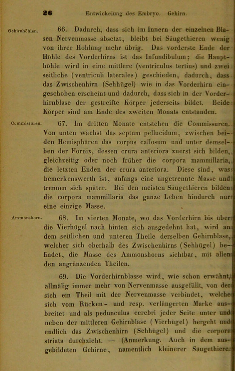 Oehirnböbiiin. 66. Dudurcli, (luss sicli im Innern der einzelnen Bla- sen Nervcnmasse absetzt, bleibt bei Saugethieren wenig von ihrer lluhlung mehr übrig. Das vorderste Ende der • Ilühle des Vorderhirns ist das Inrundibulmn; die Haupt-- höhle wird in eine mittlere (ventriculus tertius) und zwei seitliche (vcntriculi laterales) geschieden, dadurch, dass- das Zwischenhirn (Sehhügel) wie in das Vorderhirn ein-■ geschoben erscheint und dadurch, dass sich in der Vorder- • hirnblase der gestreifte Körper jederseits bildet. Beide Körper sind am Ende des zweiten Monats entstanden. commiMuren. 67. Im dritten Monate entstehen die CommUsuren.. Von unten wächst das septum pellucidum, zwischen bei— den Hemisphären das corpus callosum und unter demsel-- ben der Fornix, dessen crura anteriora zuerst sich bilden,, gleichzeitig oder noch früher die corpora mammillaria,. die letzten Enden der crura anteriora. Diese sind, wass bemerkenswerth ist, anfangs eine ungetrennte Masse und! trennen sich später. Bei den meisten Saugethieren bildeni die Corpora mammillaria das ganze Leben hindurch nun eine einzige Masse. Ammonshum. 68. Iiii vierten Monate, wo das Vorderhirn bis über die Vierhügel nach hinten sich ausgedehnt hat, wird am dem seitlichen und unteren Theile derselben Gehirnblase,, welcher sich oberhalb des Zwischenhirns (Sehhügcl) be- findet, die Masse des Ainmonshorns sichtbar, mit allen: den angränzenden Theilen. 69. Die Vorderhirnblasse wird, wie schon erwähnt; allmälig immer mehr von Nervenmasse ausgefüllt, von der sich ein Theil mit der Nervenmasse verbindet, welch» sich vom Rücken- und resp. verlängerten Marke aus- breitet und als pedunculus cerebri jeder Seite unter und neben der mittleren Gehirnblase (Vierhögel) hergeht undi endlich das Zwischenhirn (Sehhügcl) und die corpora striata durchzieht. — (Anmerkung. Auch in dem aus- gebildeten Gehirne, namentlich kleinerer Säugethiere;