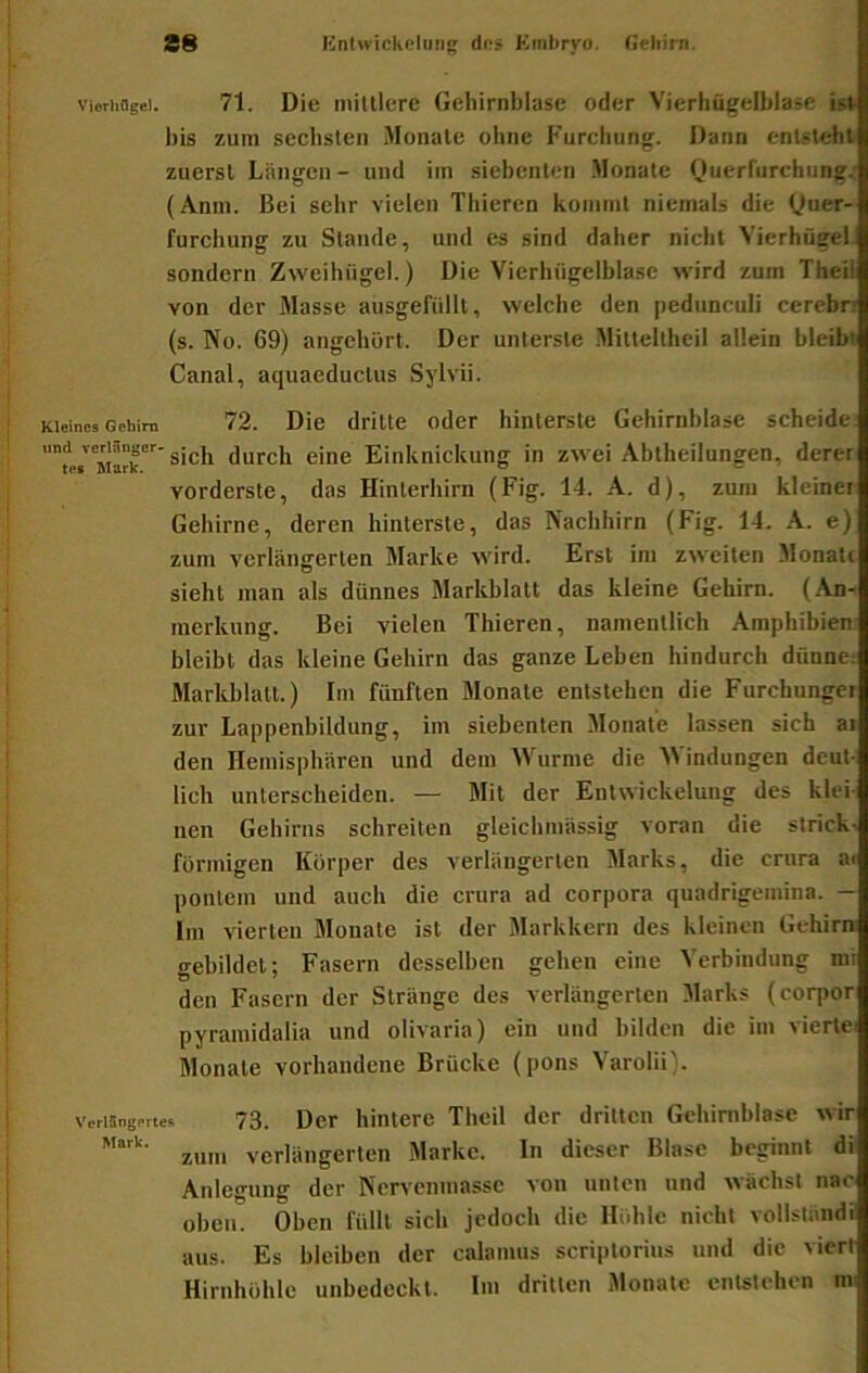 Vierhflge). 71. Die mittlere Gehirnblase oder Vierhügelblase ist! bis zum sechsten Monate ohne Furchung. Dann entsteht zuerst Längen - und itn siebenten .Monate Querfurchung.' (Anni. Bei sehr vielen Thieren kommt niemals die Duer- furchung zu Stande, und es sind daher nicht Vierhügel sondern Zweihiigel.) Die Vierhiigelblase wird zum Theil von der Masse ausgefüllt, welche den pedunculi cerebn (s. No. 69) angehürt. Der unterste Mitteltheil allein bleibt Canal, aquaeductus Sylvii. ' Kleines Gehirn 72. Die dritte oder hinterste Gehirnblase scheide durch eine Einknickung in zwei Abtheilungen, derer vorderste, das Hinterhirn (Fig. 14. A. d), zum kleiner Gehirne, deren hinterste, das Nachhirn (Fig. 14. A. e) zum verlängerten Marke wird. Erst im zweiten Monatt sieht man als dünnes Markblatt das kleine Gehirn. (An- merkung. Bei vielen Thieren, namentlich Amphibien bleibt das kleine Gehirn das ganze Leben hindurch dünne: ' Markblatt.) Im fünften Monate entstehen die Furchunger ' zur Lappenbildung, im siebenten Monate lassen sich ai ! den Hemisphären und dem Wurme die Windungen deut- lich unterscheiden. — Mit der Entwickelung des klei- nen Gehirns schreiten gleichmässig voran die strick- formigen Körper des verlängerten Marks, die crura a« pontein und auch die crura ad corpora quadrigemina. — Im vierten Monate ist der Markkern des kleinen Gehirn! ^ gebildet; Fasern desselben gehen eine Verbindung mi I den Fasern der Stränge des verlängerten Marks (corpor ! pyramidalia und olivaria) ein und bilden die im vierte Monate vorhandene Brücke (pons Varolii). ) Vtrisngi-rtes 73. Der hintere Theil der dritten Gehimblase wir , zum verlängerten Marke, ln dieser Blase beginnt di j Anlegung der Nervenmasse von unten und wachst nac i oben. Oben füllt sich jedoch die Höhle nicht vollständi i aus. Es bleiben der calamus scriplorius und die viert , Hirnhühle unbedeckt. Im dritten Monate entstehen mi i