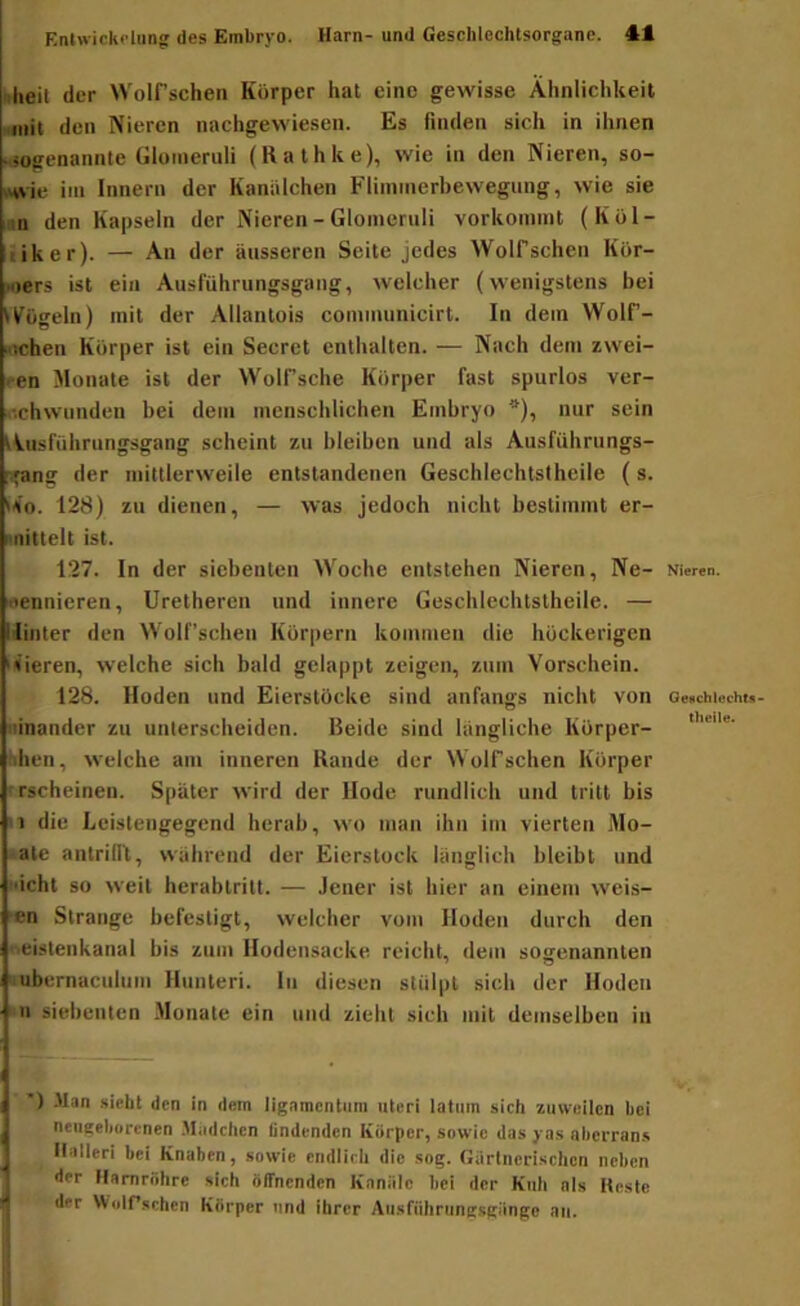 .heil der Wolf’schen Körper hat eine gewisse Ähnlichkeit Miiit den Nieren nachgewiesen. Es finden sich in ihnen mogenannte Gloineruli (Rathke), wie in den Nieren, so- iwe iin Innern der Kaniilchen Fliininerbewegung, wie sie an den Kapseln der Nieren - Gloineruli vorkoinmt (Köl- liker). — An der äusseren Seite jedes Wolf sehen Kör- Miers ist ein Ausführungsgang, welcher (wenigstens bei iV^ögeln) mit der Allantois comuiunicirt. In dem Wolf- ncheii Körper ist ein Secret enthalten. — Nach dem zwei- ten Monate ist der Wolf’sche Körper fast spurlos ver- ..•.chwunden bei dem mensehlichen Embryo *), nur sein tVusfiihrungsgang scheint zu bleiben und als Ausführiings- r^ang der mittlerweile entstandenen Geschlechtstheile (s. »ko. 128) zu dienen, — was jedoch nicht bestimmt er- nnittelt ist. 127. In der siebenten Woche entstehen Nieren, Ne- tiennieren, Uretheren und innere Geschlechtstheile. — Hinter den Wolf’scben Körpern kommen die höckerigen ik’ieren, welche sich bald gelappt zeigen, zum Vorschein. 128. Hoden und Eierslöcke sind anfangs nicht von ninaiider zu unterscheiden. Beide sind längliche Kürper- hhen, welche am inneren Rande der VVolfschen Körper erscheinen. Später wird der Hode rundlich und tritt bis .1 die Leistengegend herab, wo man ihn iin vierten Mo- ate antriflt, während der Eierstock länglich bleibt und i'icht so weit herablritt. — Jener ist hier an einem weis- en Strange befestigt, welcher vom Hoden durch den neisteiikanal bis zum Hodensacke reicht, dem sogenannten rabernuciilum Hiiiileri. In diesen stülpt sich der Hoden II siebenten .Monate ein und zieht sich mit demselben in ’) Man siebt den in dem ligamcntiim iileri latiim sich zuweilen bei neugeborenen .Mädchen lindenden Körper, sowie das j as aberran.s llalleri bei Knaben, sowie endlich die sog. Gärtnerischen neben •tcr Harnröhre sich öffnenden Kanüle bei der Kuh als Koste der Woirschen Körper und ihrer Aiisfiihrungsgüngo au. Nieren. Oescfalcchts- theile.