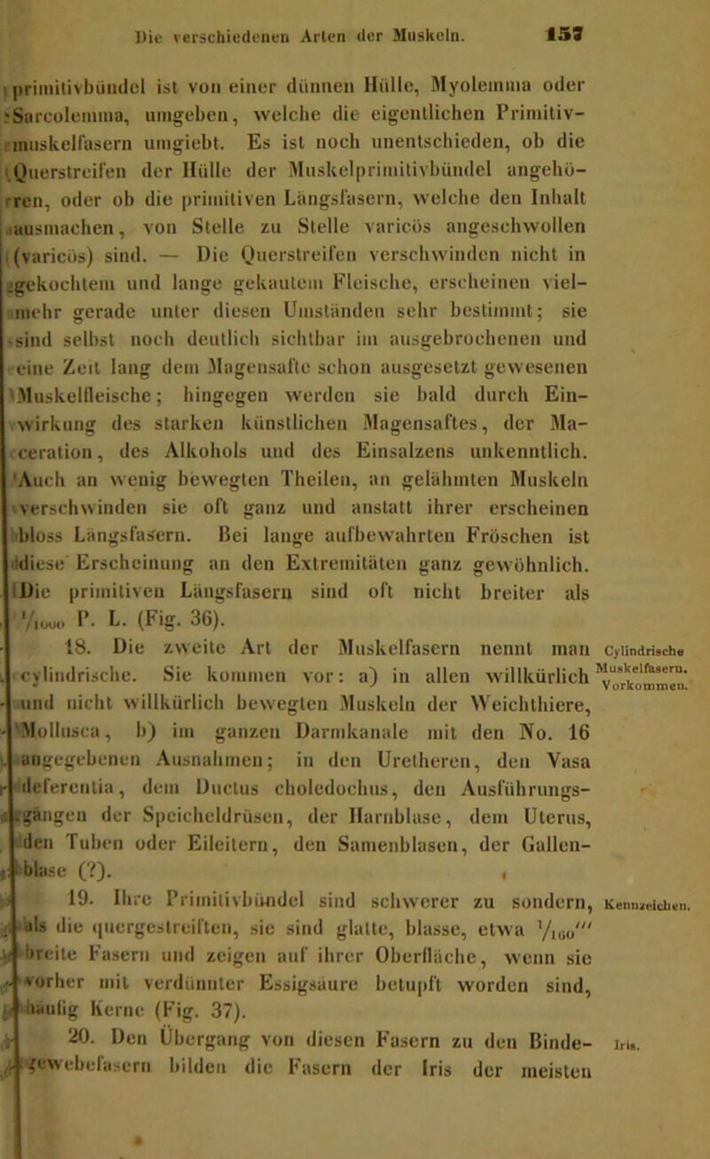 ipriiiiitivbüudcl ist von einer diinnen Hülle, Myoleinina oder ?Sarcolennna, umgeben, welche die eigentlichen Primitiv- imnskelfasern iimgiebt. Es ist noch unentschieden, ob die I,Querstreil'en der Hülle der Mnskelpriiuitivbündel angehö- ,rren, oder ob die primitiven Langsfasern, welche den Inhalt lausmachen, von Stelle zu Stelle varicös angeschwollen i{varicös) sind. — Die Querstreifen verschwinden nicht in jgekochlem und lange gekautem Fleische, erscheinen viel- iinehr gerade unter diesen Umständen sehr bestimmt; sie ssind selbst noch deutlich sichtbar im ausgebrochenen und eine Zeit lang dem Hagensafte schon ausgeselzt gewesenen IMuskellleische; hingegen werden sie bald durch Ein- wirkung des starken künstlichen Magensaftes, der Ma- > ccration, des Alkohols und des Einsalzens unkenntlich. 'Auch an wenig bewegten Theilen, an gelähmten Muskeln 'Verschwinden sie oft ganz und anstatt ihrer erscheinen hbloss Längsfas'ern. Bei lange aufbewahrten Fröschen ist ildiese Erscheinung an den Extremitäten ganz gewöhnlich. IDie primitiven Längsfasern sind oft nicht breiter als ■/,«,„ P. L. (Fig. 36). 18. Die zweite Art der Muskelfasern nennt man ‘cylindrische. Sie kommen vor: a) in allen willkürlich ;:und nicht willkürlich bewegten Muskeln der Weichthiere, 'Mollusca, b) im ganzen Darmkanale mit den No. 16 .angegebenen Ausnahmen; in den Uretheren, den Vasa r' delerentia, dem Ductus cboledochus, den Ausführnngs- « rgangen der Speicheldrüsen, der Harnblase, dem Uterus, 1 den Tuben oder Eileitern, den Samenblusen, der Gallen- , bblase (?). ii 19- Ihre Priinitivbündel sind schwerer zu sondern, -bis die «luergestreiften, sie sind glatte, blasse, etwa '/iw' .^ breite Fasern und zeigen auf ihrer Oberiläche, wenn sie ^ vorher mit verdünnter Essigsäure betu[d't worden sind, ütäulig Kerne (Fig. 37). k- 20. Den Übergang von diesen Fasern zu den Binde- j, :'?ewebefasern bilden die Fasern der Iris der meisten Cylindriflche Muiikelf^erD. Vurkommeo. Kennaeicben. Irb.
