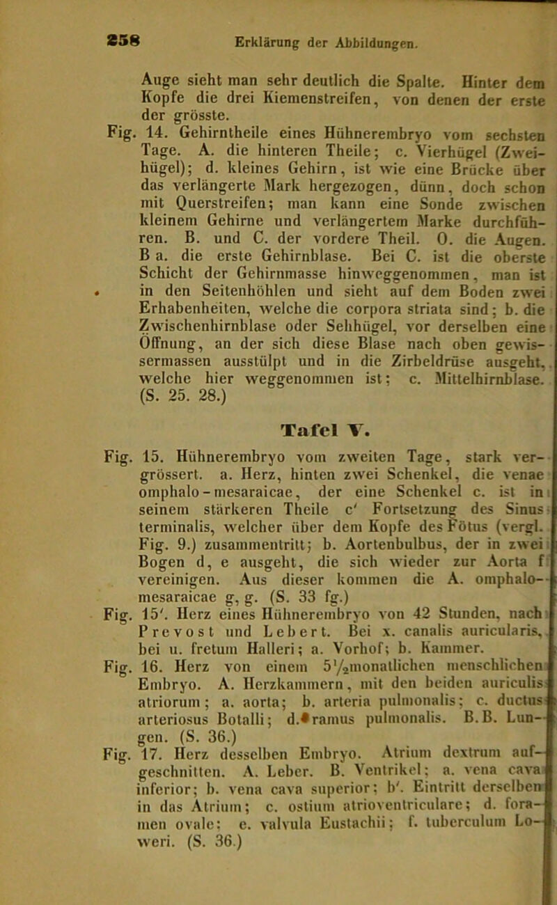 S58 Auge sieht man sehr deutlich die Spalte. Hinter dem Kopfe die drei Kiemenstreifen, von denen der erste der grösste. Fig. 14. Gehirntheile eines Htihnerembryo vom sechsten Tage. A. die hinteren Theile; c. Vierhügel (Zwei- hügel); d. kleines Gehirn, ist wie eine Brücke über das verlängerte Mark hergezogen, dünn, doch schon mit Querstreifen; man kann eine Sonde zwischen kleinem Gehirne und verlängertem .Marke durchfüh- ren. B. und C. der vordere Theil. 0. die Augen. B a. die erste Gehirnblase. Bei C. ist die oberste Schicht der Gehirnmasse hinweggenommen, man ist in den Seitenhöhlen und sieht auf dem Boden zwei Erhabenheiten, welche die Corpora striata sind; b. die Zwischenhirnblase oder Sehhügel, vor derselben eine • Öffnung, an der sich diese Blase nach oben gewis-• serniassen ausstülpt und in die Zirbeldrüse ausgeht.. welche hier weggenommen ist; c. .Mittelfaimblase. (S. 25. 28.) Tafel V. Fig. 15. Hühnerembryo vom zweiten Tage, stark ver- grössert. a. Herz, hinten zwei Schenkel, die venae omphalo-mesaraicae, der eine Schenkel c. ist ini seinem stärkeren Theile c' Fortsetzung des Sinns- terminalis, welcher über dem Kopfe deshötus (vergl. Fig. 9.) Zusammentritt; b. Aortenbulbus, der in zwei; Bogen d, e ausgeht, die sich wieder zur Aorta f’ vereinigen. Aus dieser kommen die A. omphalo-- mesaraicae g, g. (S. 33 fg.) Fig. 15'. Herz eines Hühnerembryo von 42 Stunden, nach Prevost und Lebert. Bei x. canalis auricularis,. bei u. fretum Halleri; a. Vorhof; b. Kammer. Fig. 16. Herz von einem b'^monatlichen menschlichen Embryo. A. Herzkammern, mit den beiden anriculis; atriorum ; a. aorta; b. arleria pnlmonalis; c. ductus- arteriosus Botalli; d.^ramus pnlmonalis. B.B. Lun- gen. (S. 36.) Fig. 17. Herz desselben Embryo. Atrium dexlrum auf- geschnitten. A. Leber. B. Ventrikel; a. vena cava inferior; b. vena cava superior; b'. Eintritt derselben in das Atrium; c. ostinm atrioventriculare; d. fora- inen ovale; e. valvula Eustachii; f. tubcrculum Lo— weri. (S. 36.)