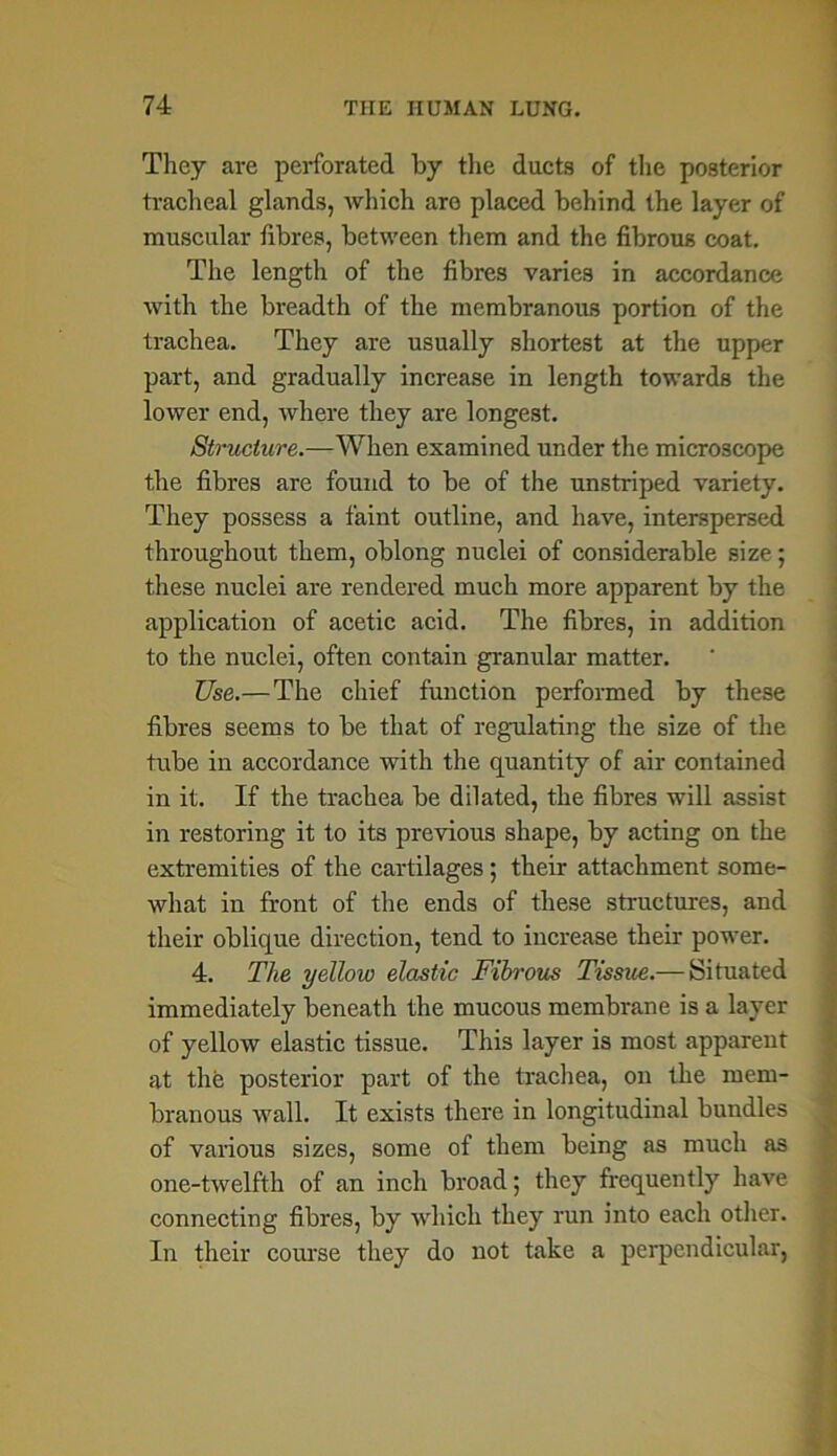 They are perforated by the ducts of the posterior tracheal glands, which are placed behind the layer of muscular fibres, between them and the fibrous coat. The length of the fibres varies in accordance with the breadth of the membranous portion of the trachea. They are usually shortest at the upper part, and gradually increase in length towards the lower end, where they are longest. Structure.—When examined under the microscope the fibres are found to be of the unstriped variety. They possess a faint outline, and have, interspersed throughout them, oblong nuclei of considerable size; these nuclei are rendered much more apparent by the application of acetic acid. The fibres, in addition to the nuclei, often contain granular matter. Use.— The chief function performed by these fibres seems to be that of regulating the size of the tube in accordance with the quantity of air contained in it. If the trachea be dilated, the fibres will assist in restoring it to its previous shape, by acting on the extremities of the cartilages; their attachment some- what in front of the ends of these structures, and their oblique direction, tend to increase their power. 4. The yellow elastic Fibrous Tissue.— Situated immediately beneath the mucous membrane is a layer of yellow elastic tissue. This layer is most apparent at the posterior part of the trachea, on the mem- branous wall. It exists there in longitudinal bundles of various sizes, some of them being as much as one-twelfth of an inch broad; they frequently have connecting fibres, by which they run into each other. In their course they do not take a perpendicular,