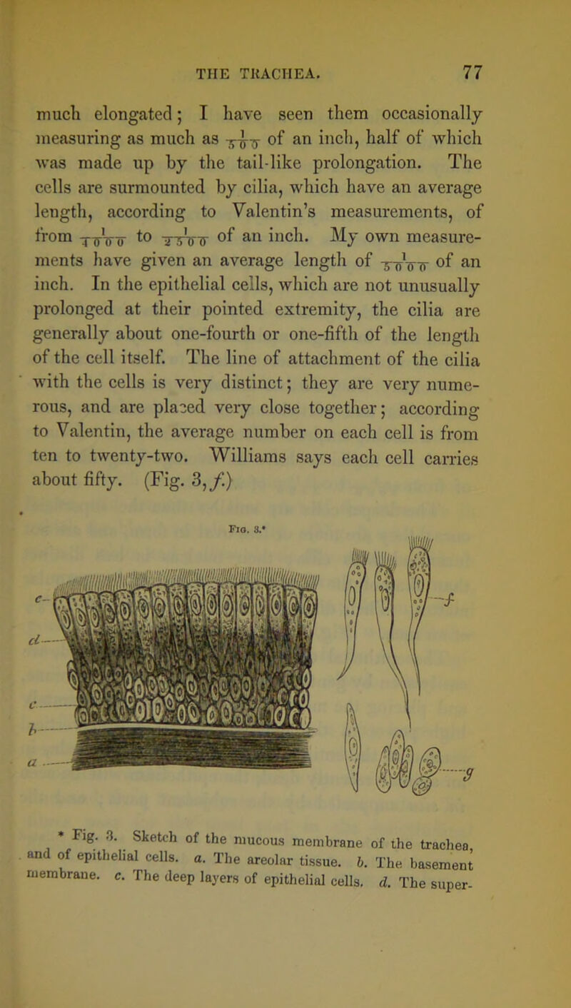 much elongated; I have seen them occasionally measuring as much as -5-5-5- of an inch, half of which was made up by the tail-like prolongation. The cells are surmounted by cilia, which have an average length, according to Valentin’s measurements, of from ttht'o to tvW °f an inch. My own measure- ments have given an average length of -5-oVir of an inch. In the epithelial cells, which are not unusually prolonged at their pointed extremity, the cilia are generally about one-fourth or one-fifth of the length of the cell itself. The line of attachment of the cilia with the cells is very distinct; they are very nume- rous, and are placed very close together; according to Valentin, the average number on each cell is from ten to twenty-two. Williams says each cell carries about fifty. (Fig. 3,/.) Flo. 8. * Fig. S. Sketch of the mucous membrane of ihe trachea and of epithelial cells, a. The areolar tissue, b. The basement membrane, c. The deep layers of epithelial cells, d. The super-